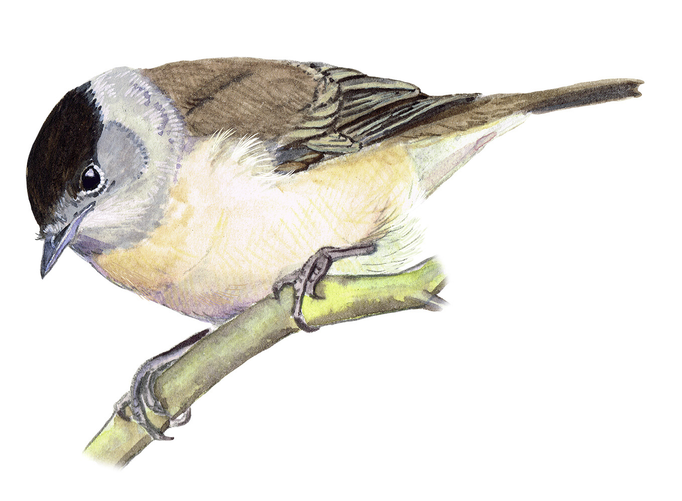 Blackcap