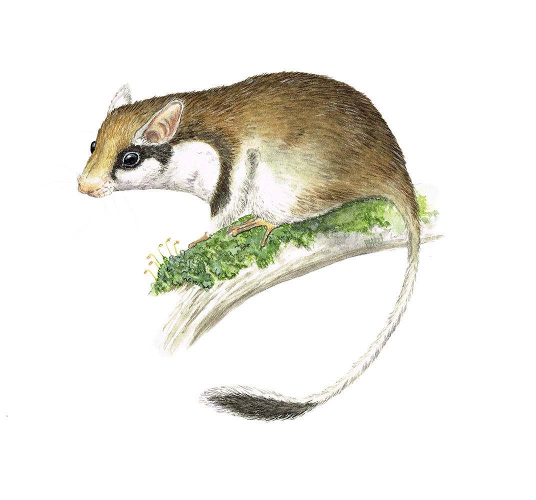 Garden dormouse