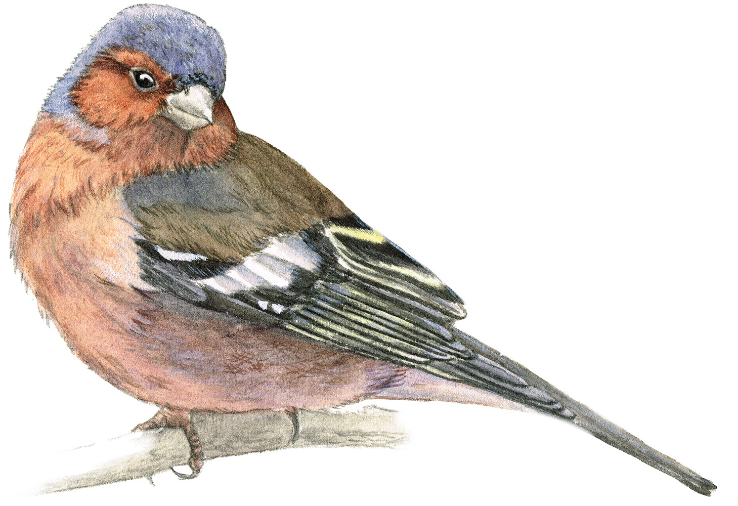 Chaffinch