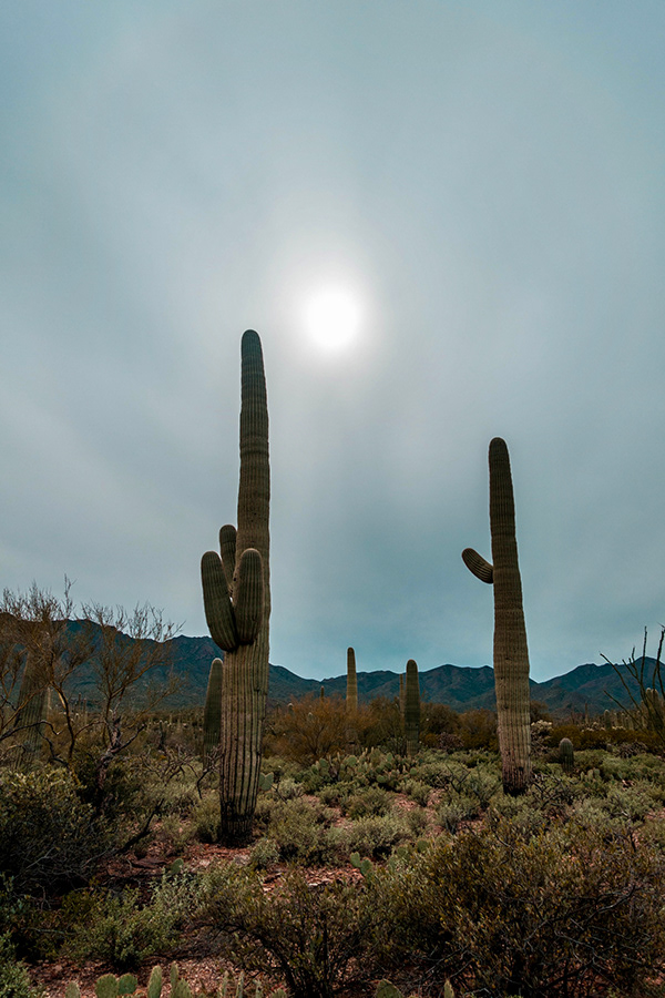 RAM Photo Graphics - Wallpapers