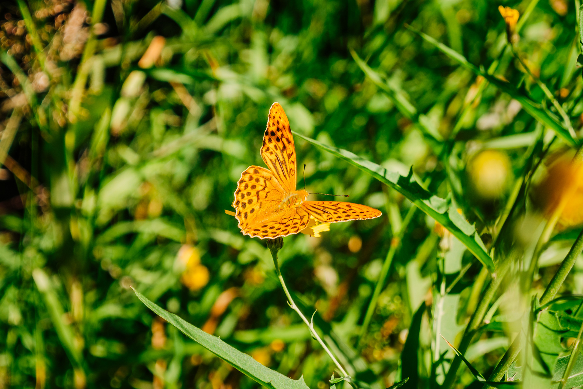 Nature photo - butterfly