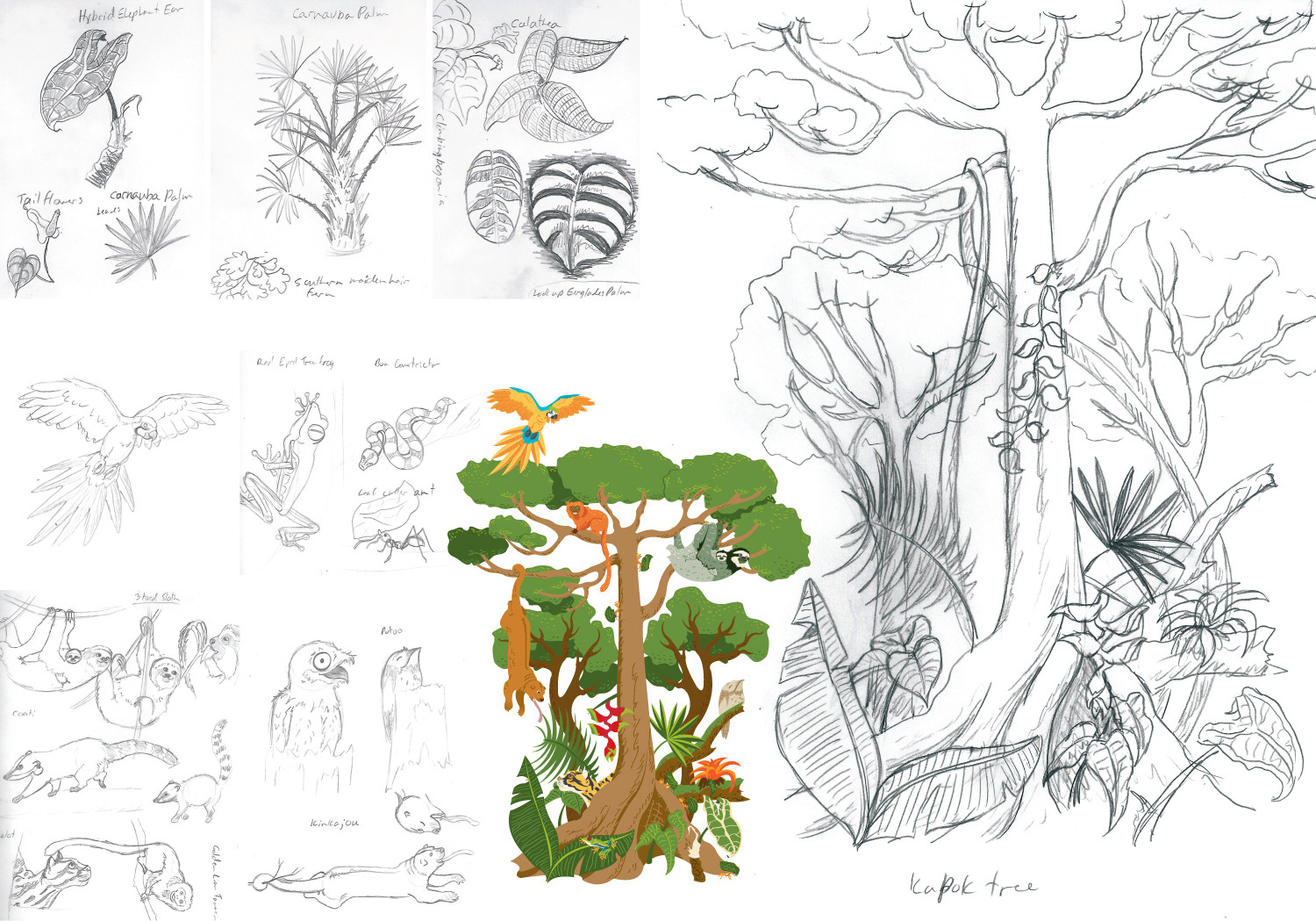 Sara Lynn Cramb's Portfolio - Layers of the Rainforest