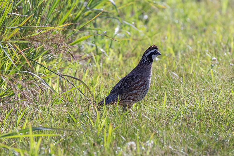 A male northern bobwhite quail peeks out onto a grassy trail in the summer of 2019.