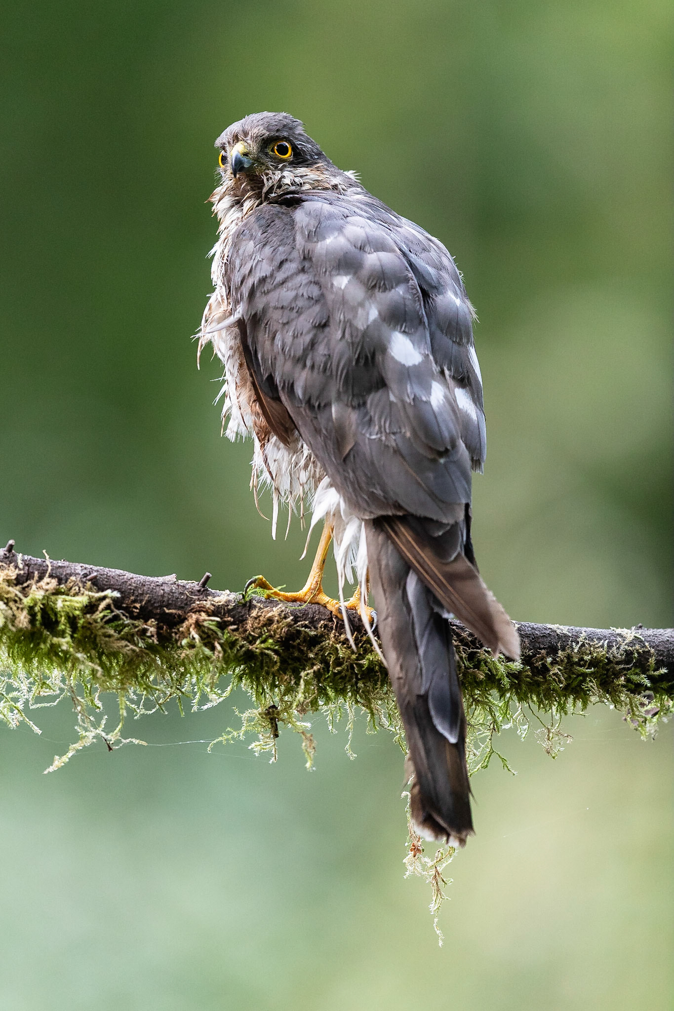 Koen Frantzen | Nature Photography - Sperwer / Eurasian sparrowhawk ...