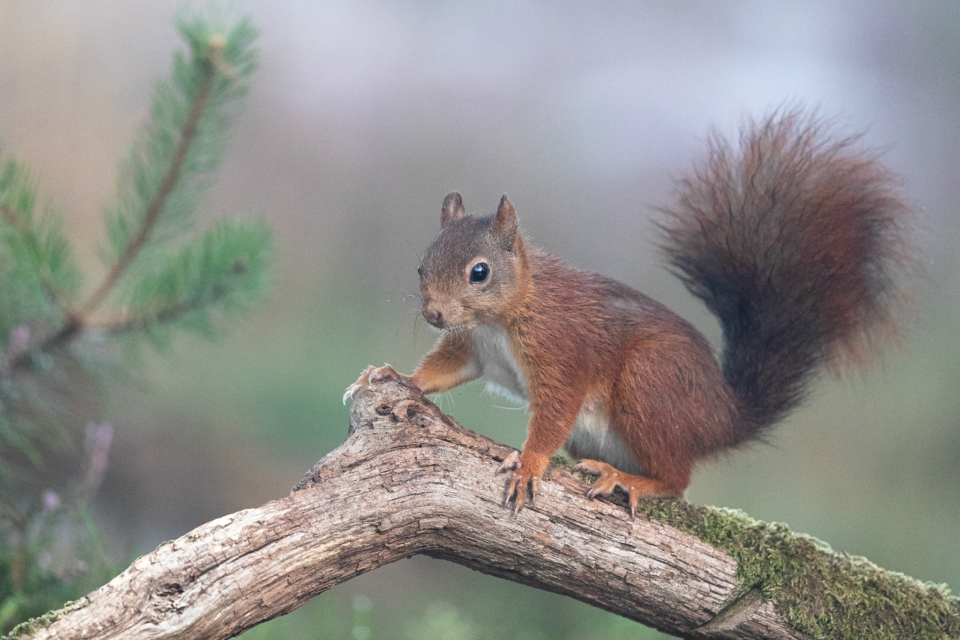 Koen Frantzen | Nature Photography - Eekhoorn / Eurasian red squirrel ...