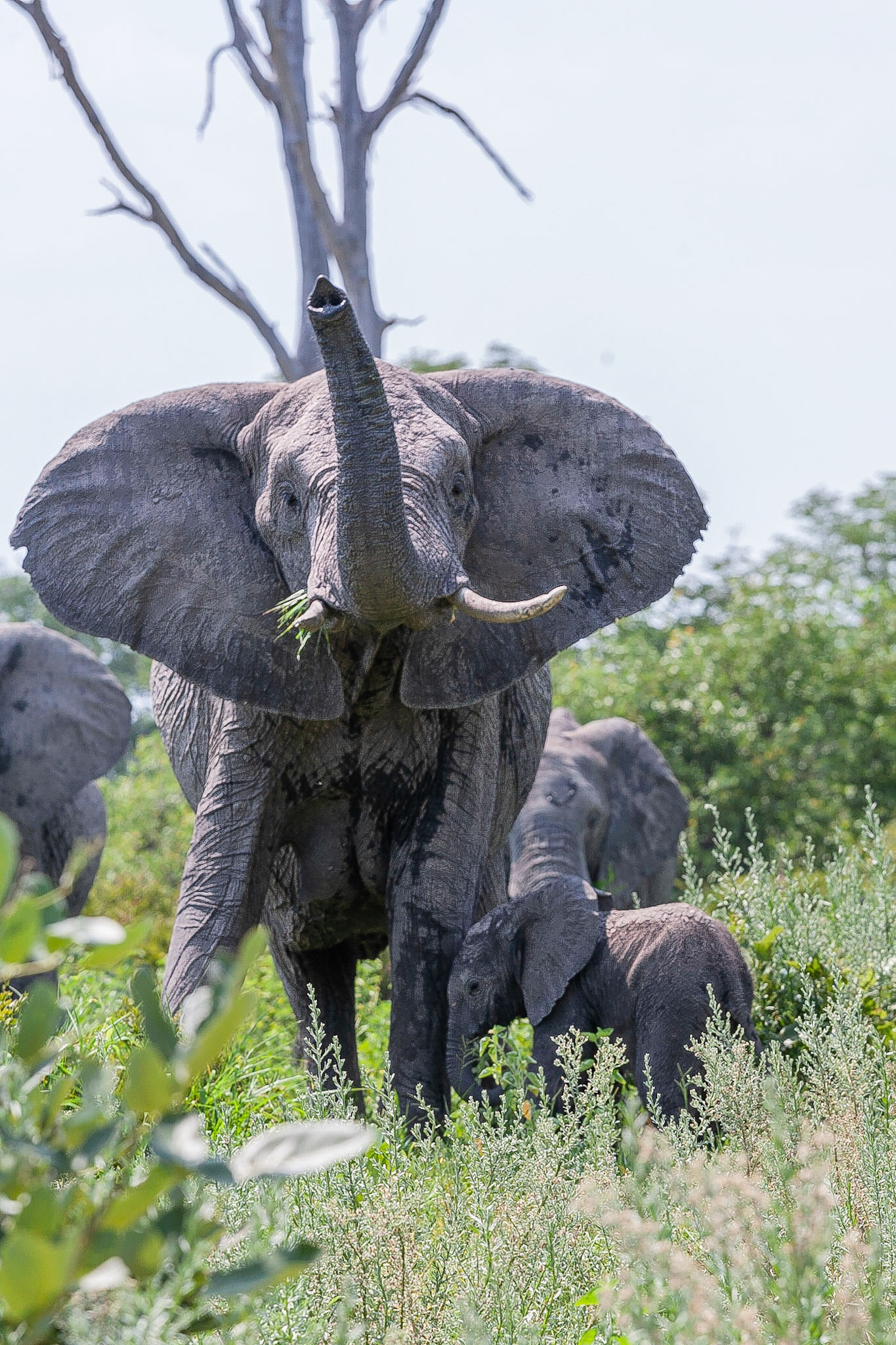 Koen Frantzen | Nature Photography - African Savanna elephant