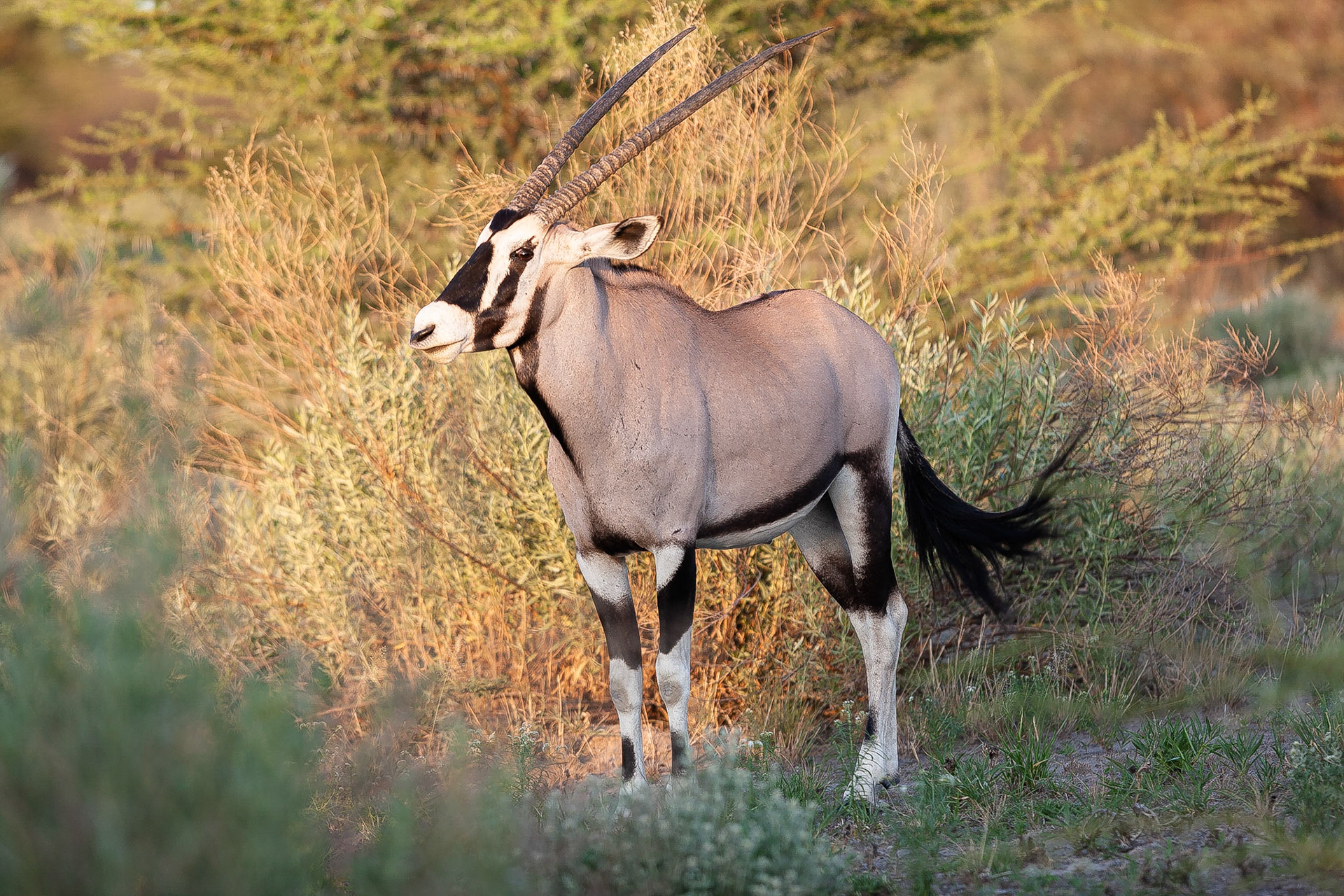 Koen Frantzen | Nature Photography - Oryx / Gemsbok (Oryx gazella)