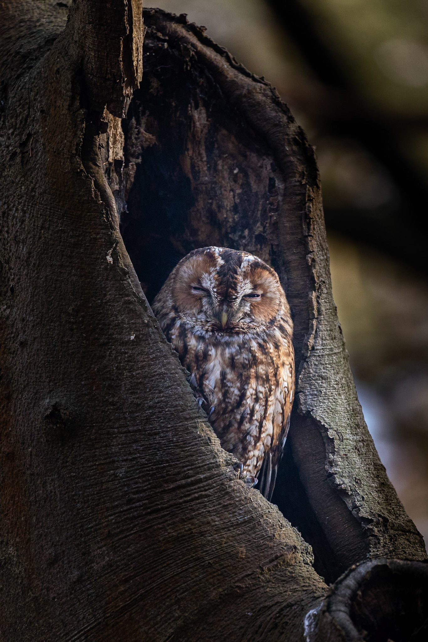 Koen Frantzen | Nature Photography - Bosuil / Tawny owl (Strix aluco)