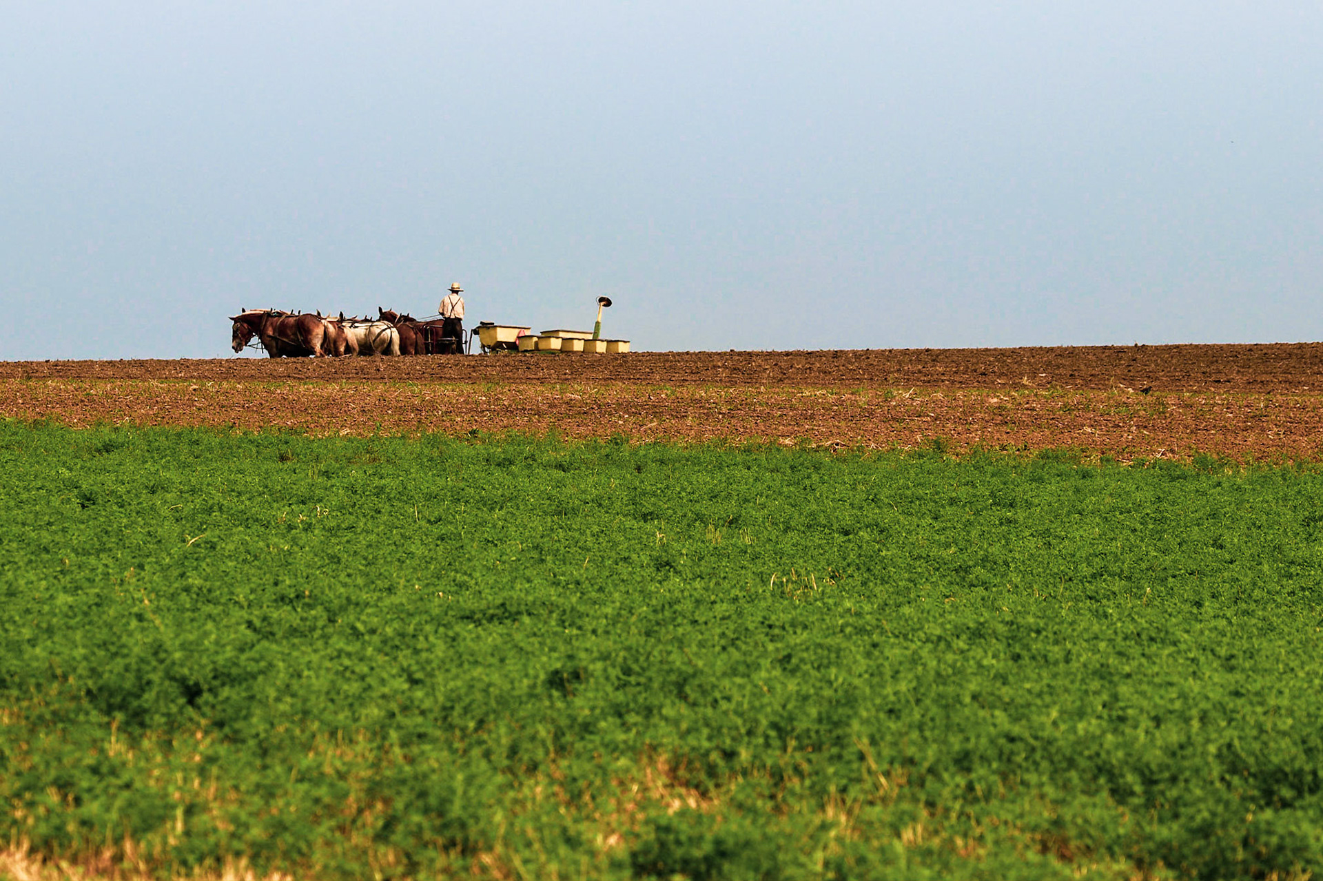 Amish Farmer Sowing Corn