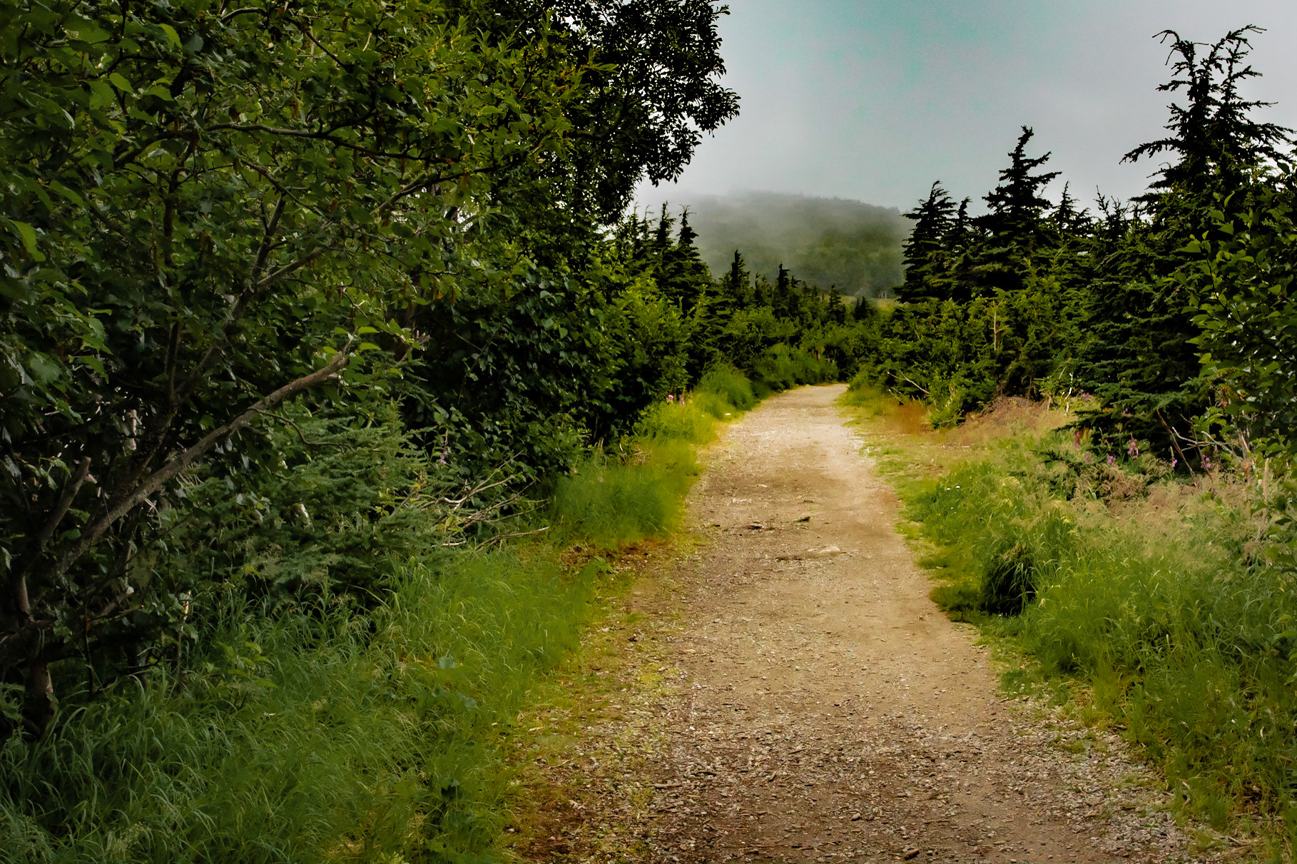Golden Trail