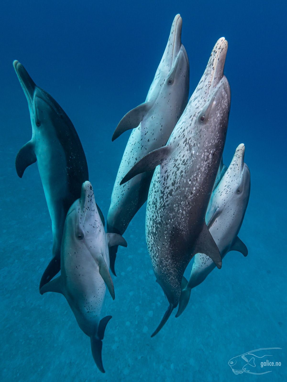 Galice Underwater Photography - Mammals