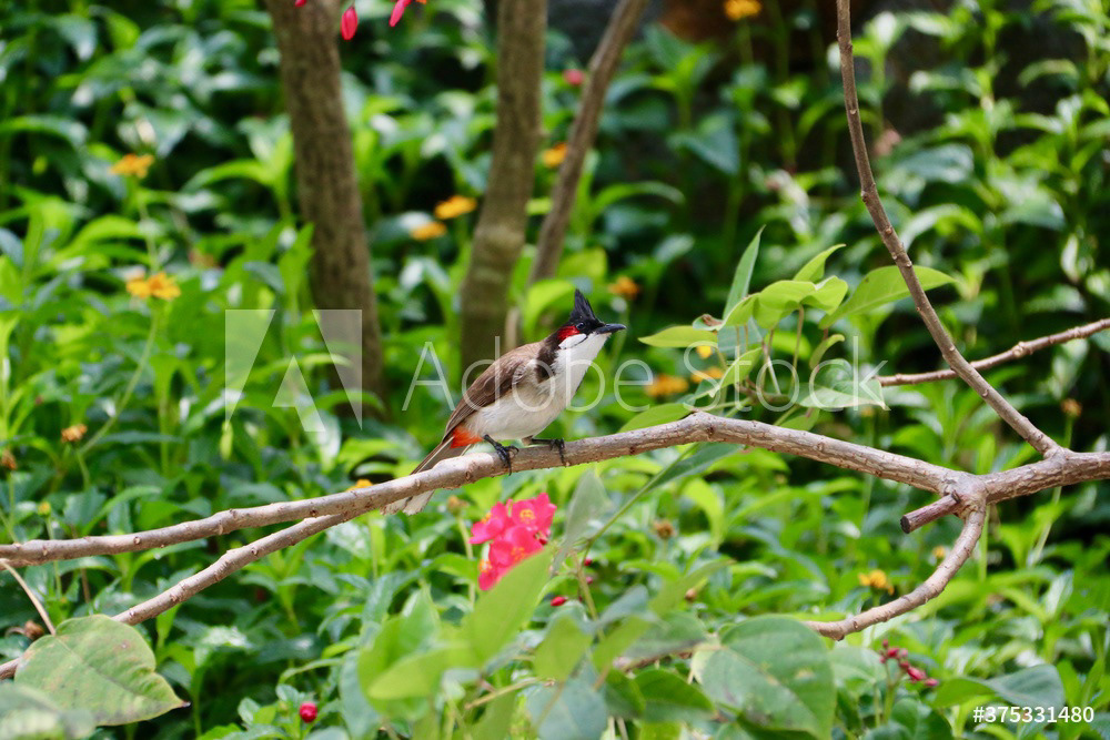 Bulbul orphée ou Condé - Pycnonotus jocosus