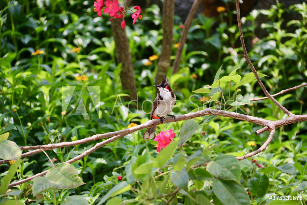 Bulbul orphée ou Condé - Pycnonotus jocosus
