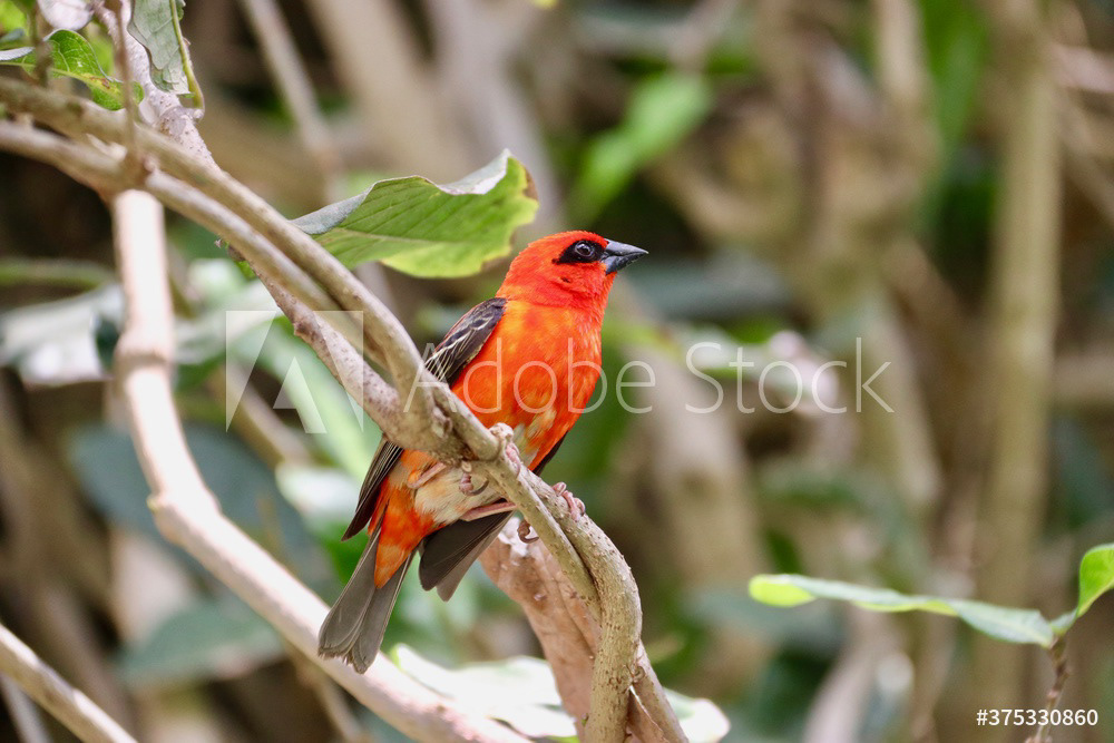 Foudi rouge - Foudia madagascariensis