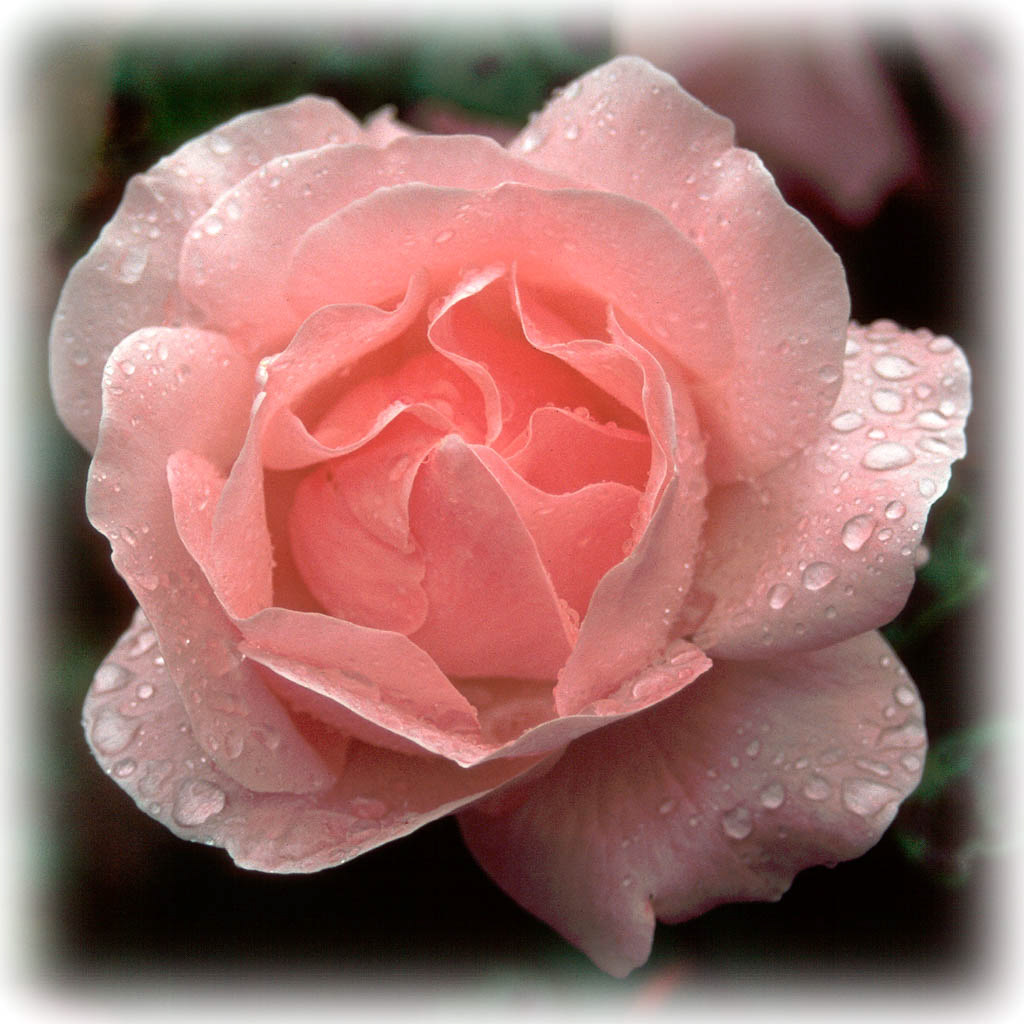 PINK ROSE. An original photograph by Chris Rose. Image size: 31cm x 31cm. For Sale: £15
