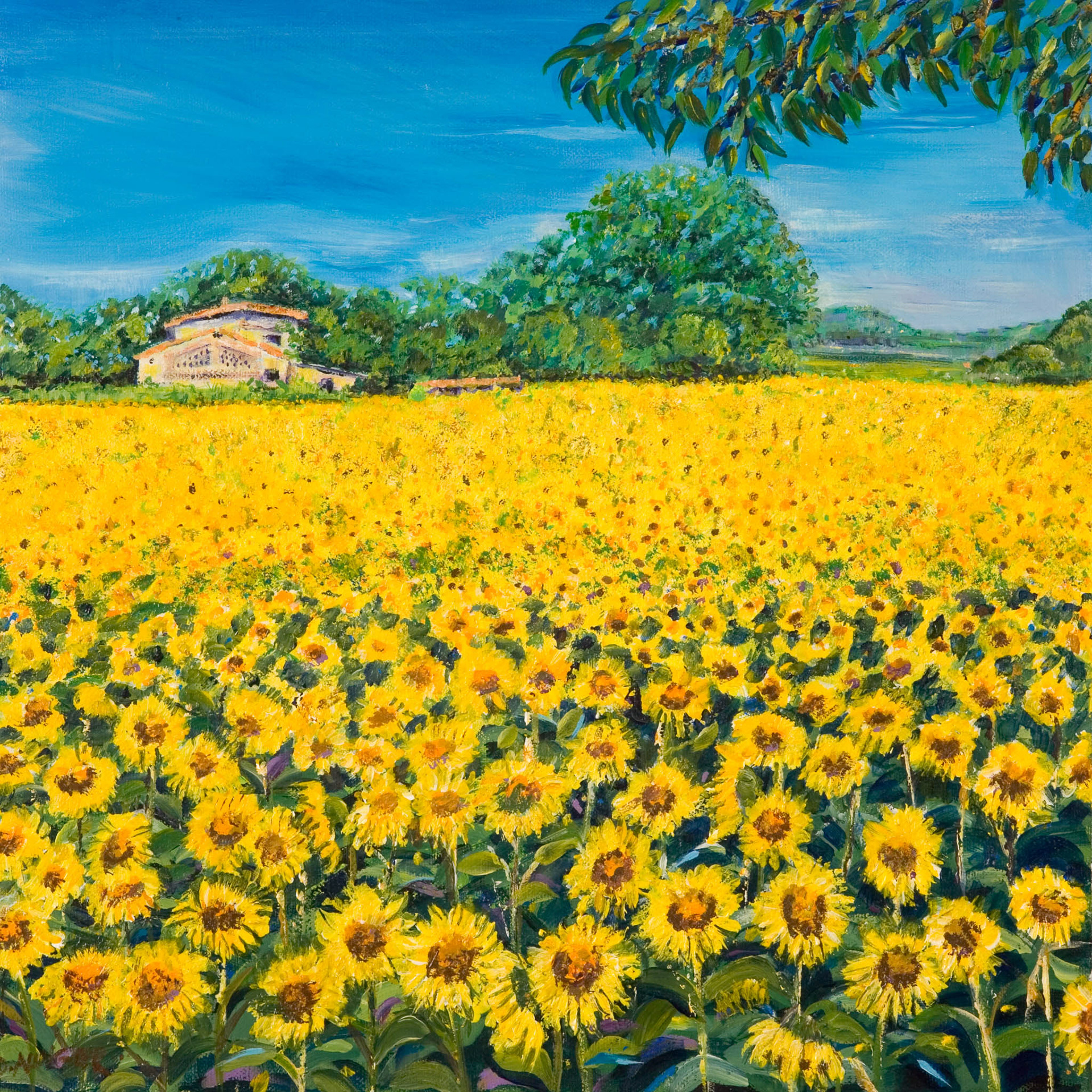 CEZAN SUNFLOWERS. x2. From an original painting by Diana Aungier-Rose. Picture size: 7in x 7in. Mount size: 10in x 10in. FOR SALE: £12.