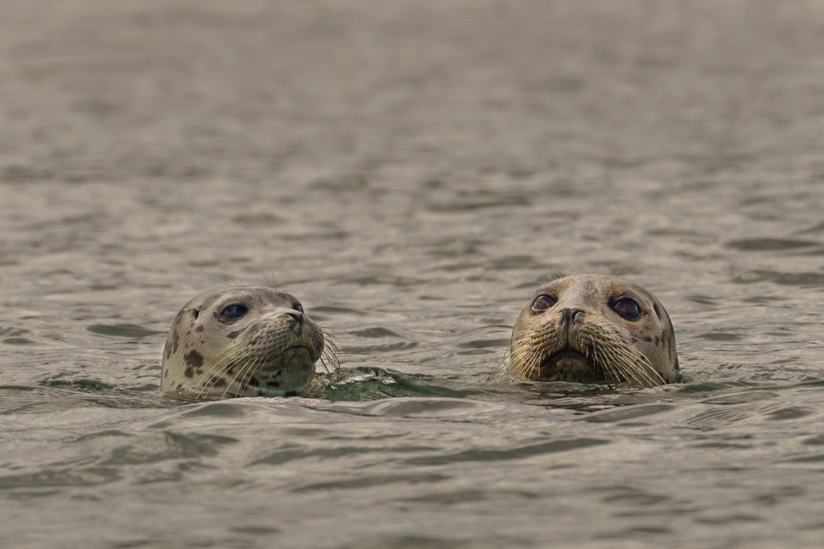Pair of Harbor Seals in Puget Sound