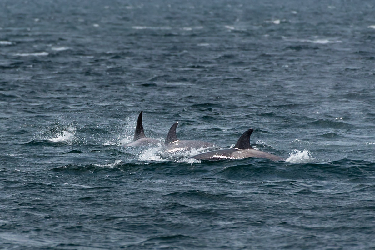 Orca Pod Hunting in Puget Sound #2