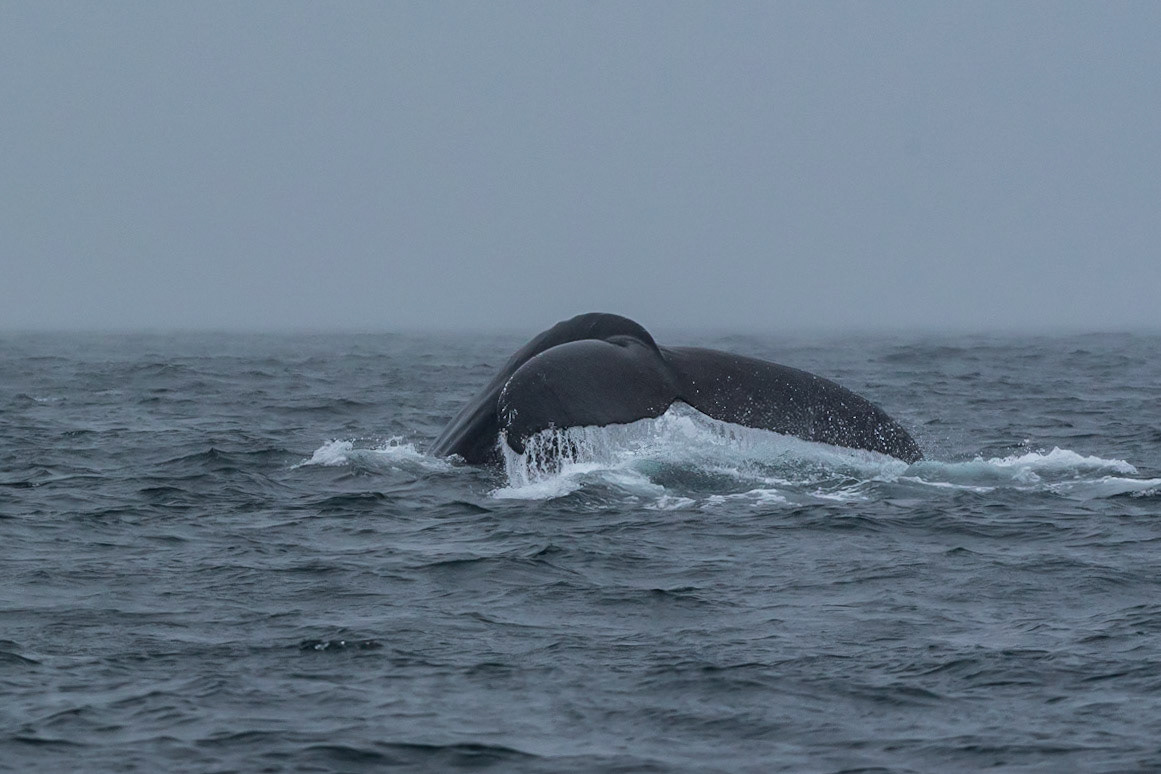 Humpback Whale Fluke in the Fog