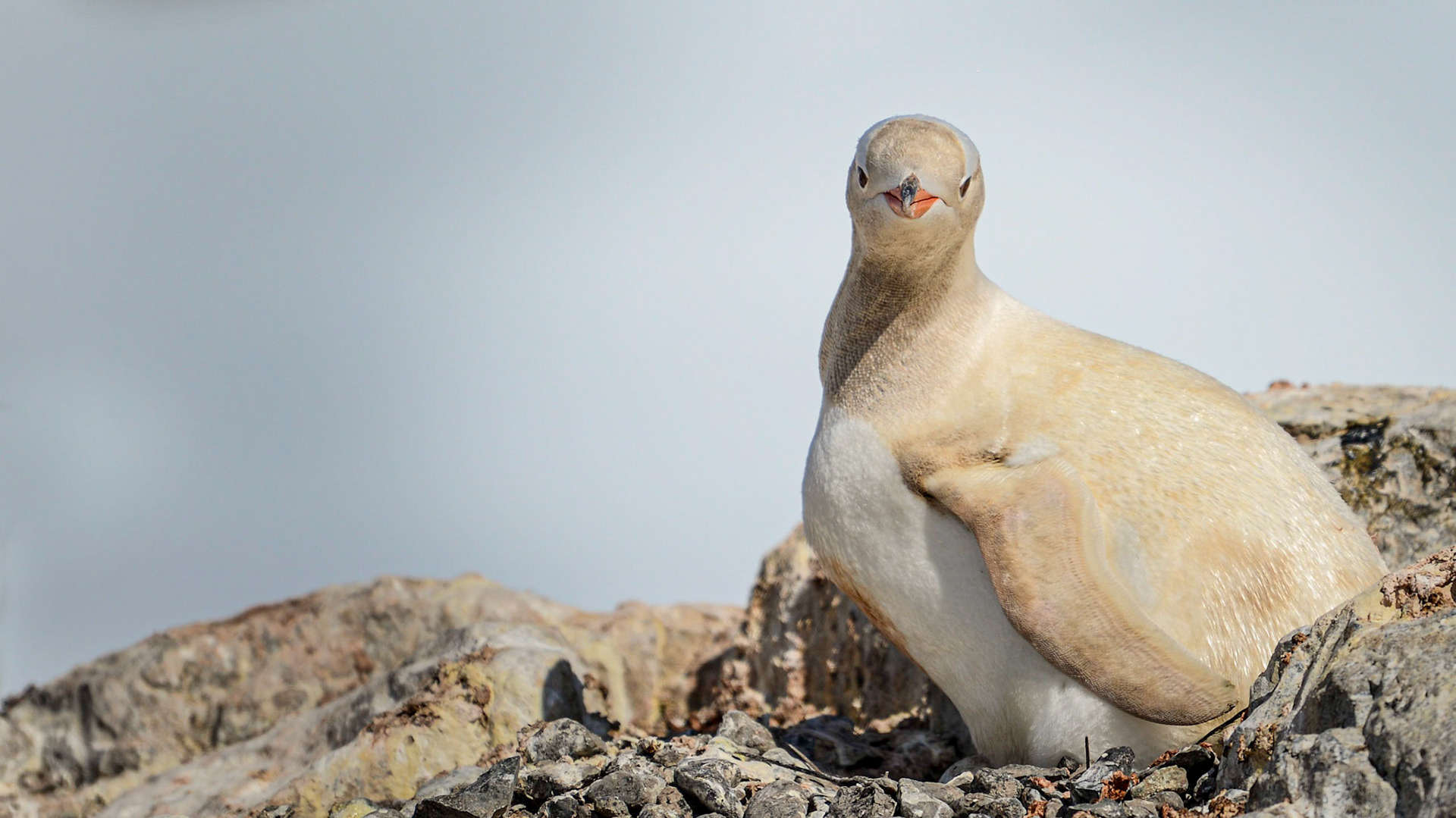 Antartica White Penguin - Very Rare