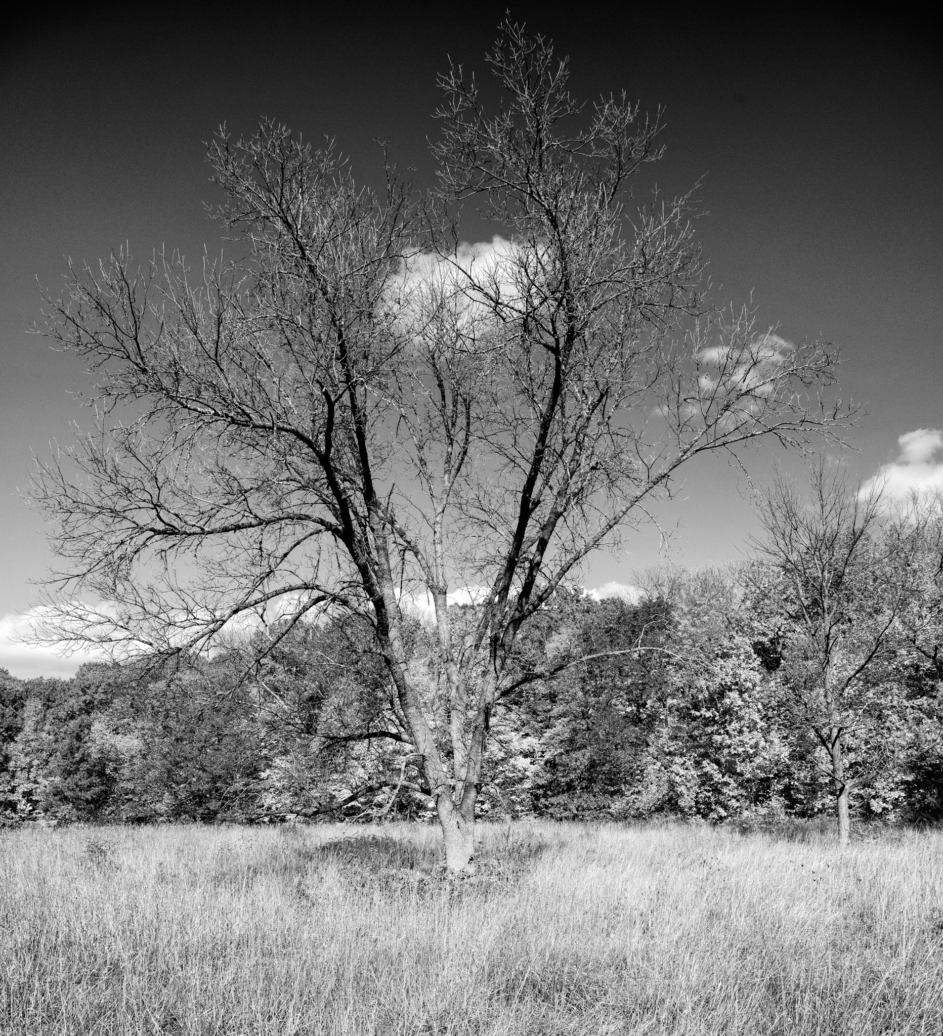 Black & White 00187