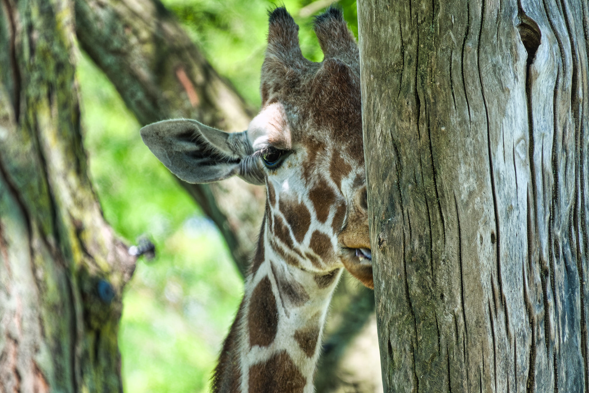 IN Zoo 00163
