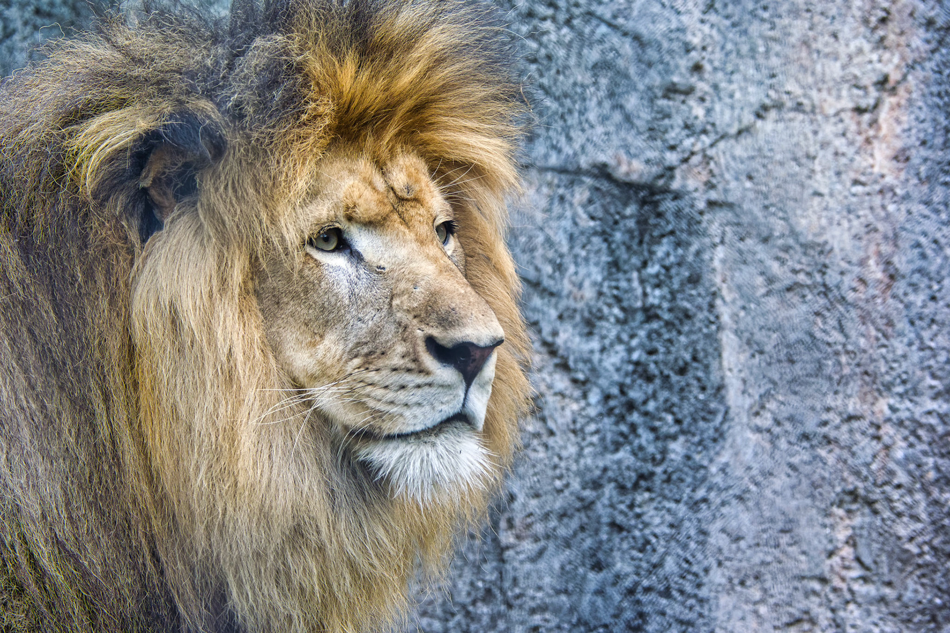 IN Zoo 00057