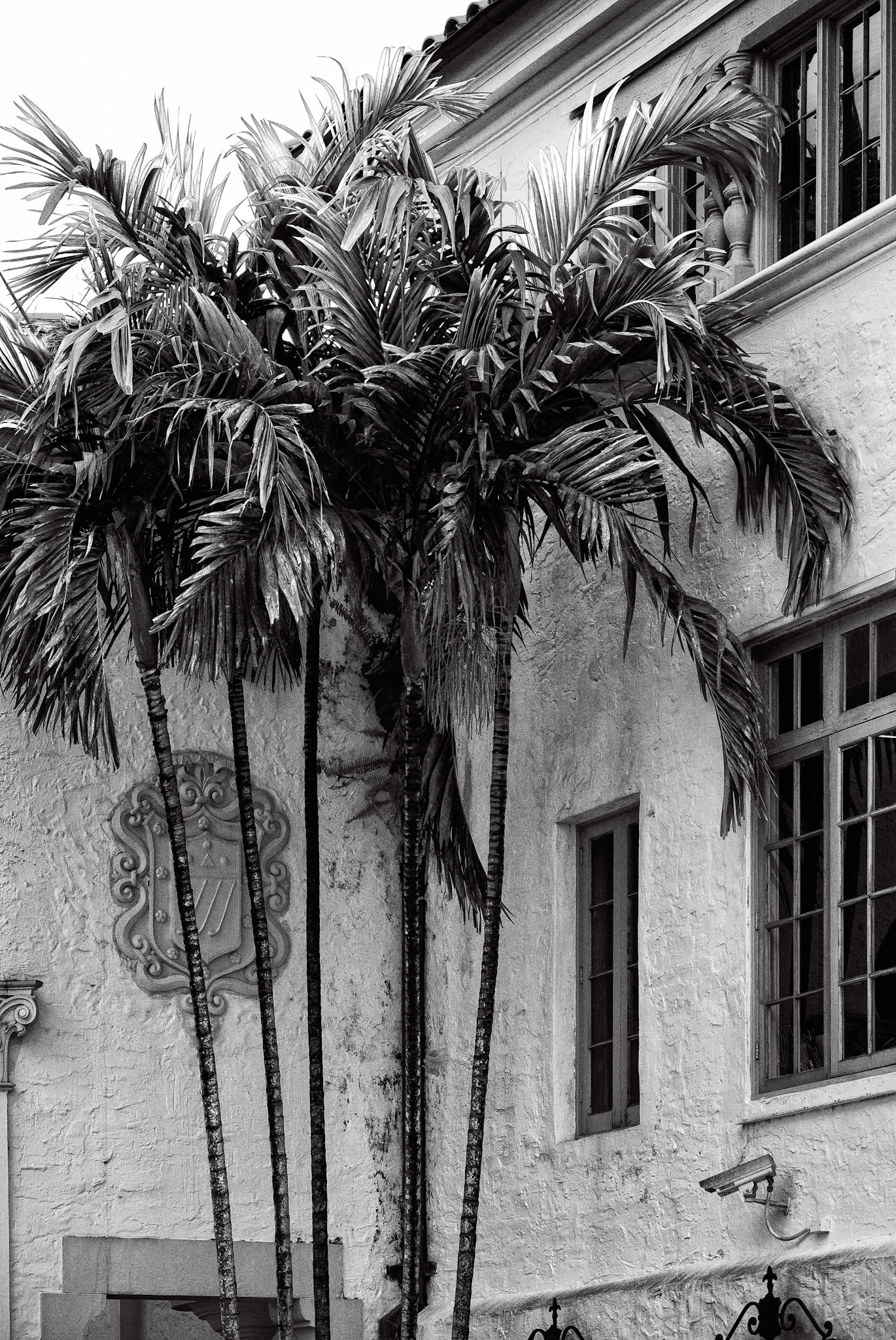 Black & White 00204