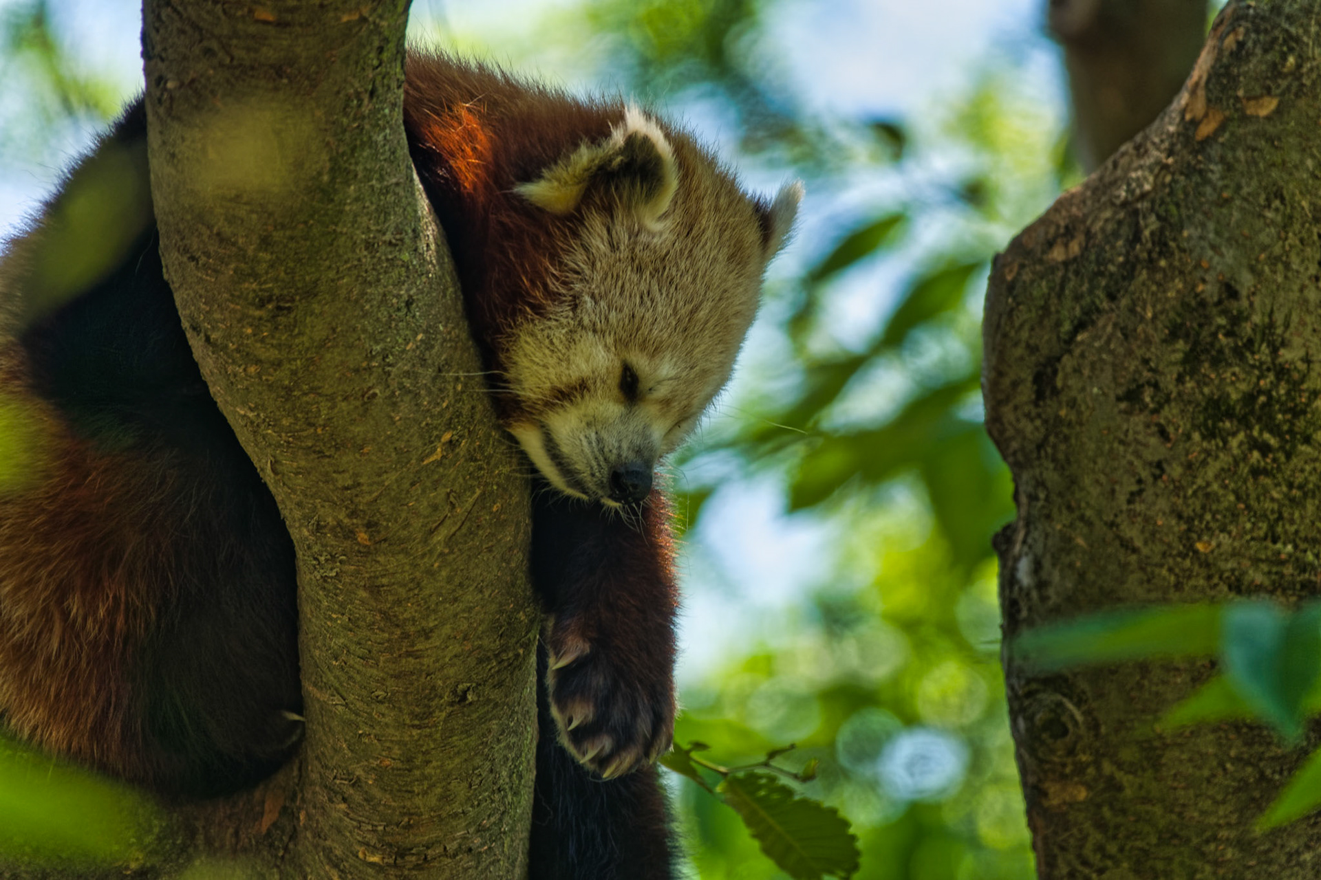 IN Zoo 00134