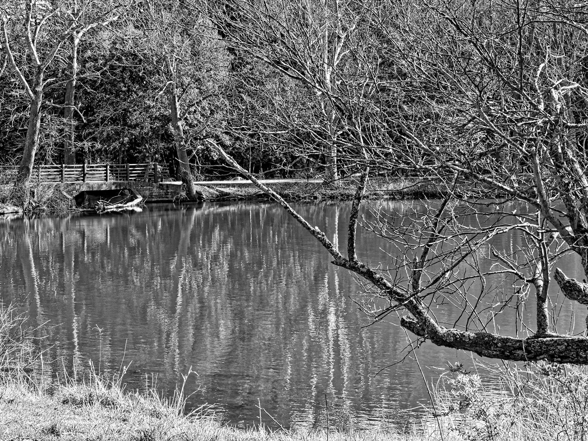 Black & White 00029