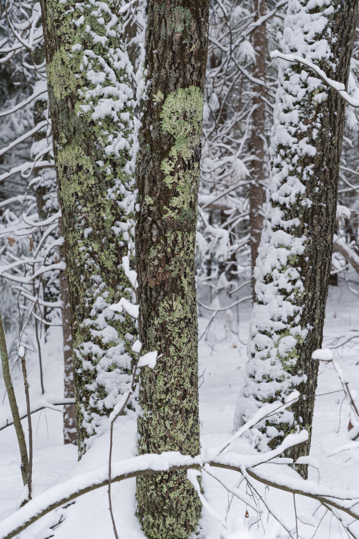WI Fence 00400