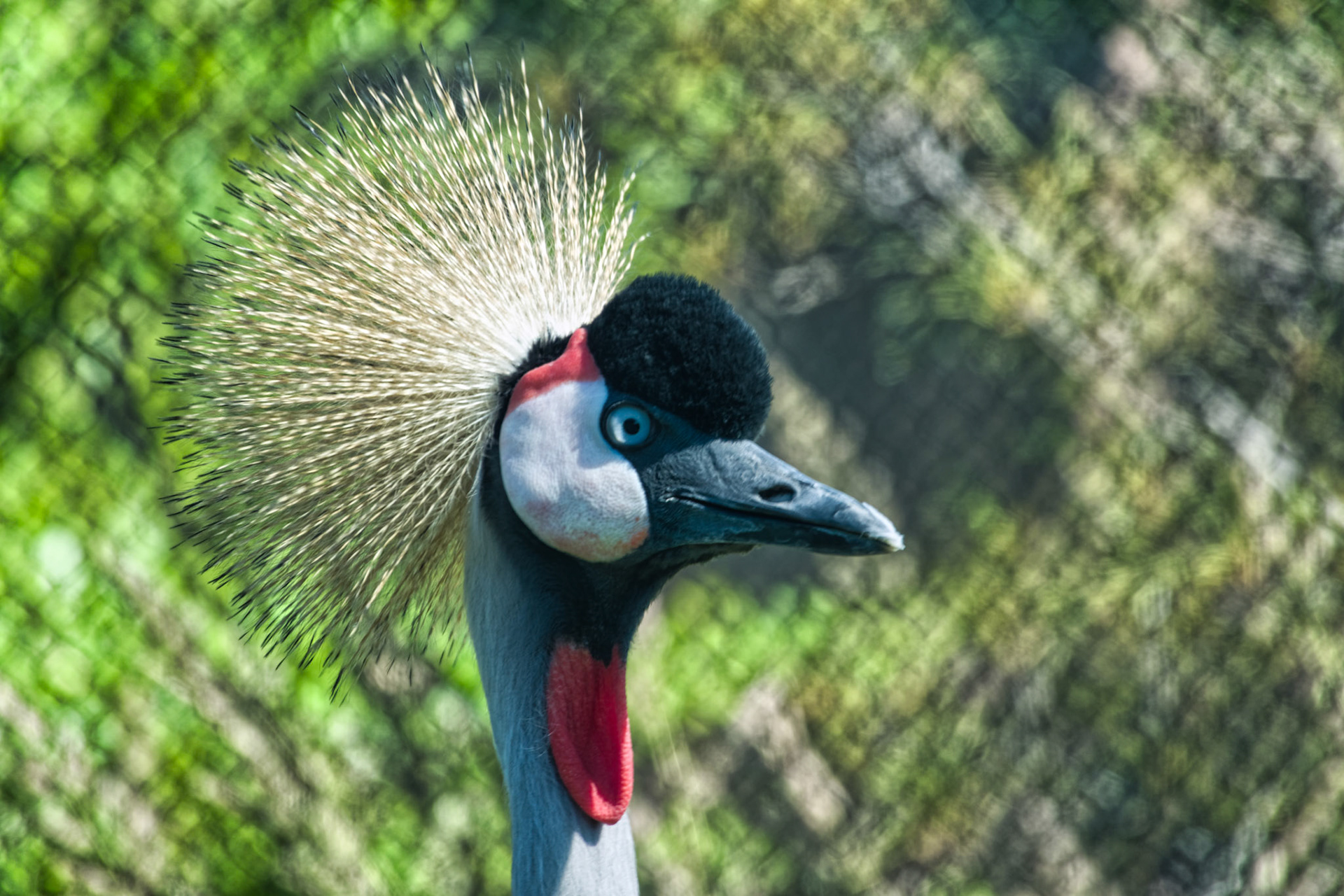 IN Zoo 00198
