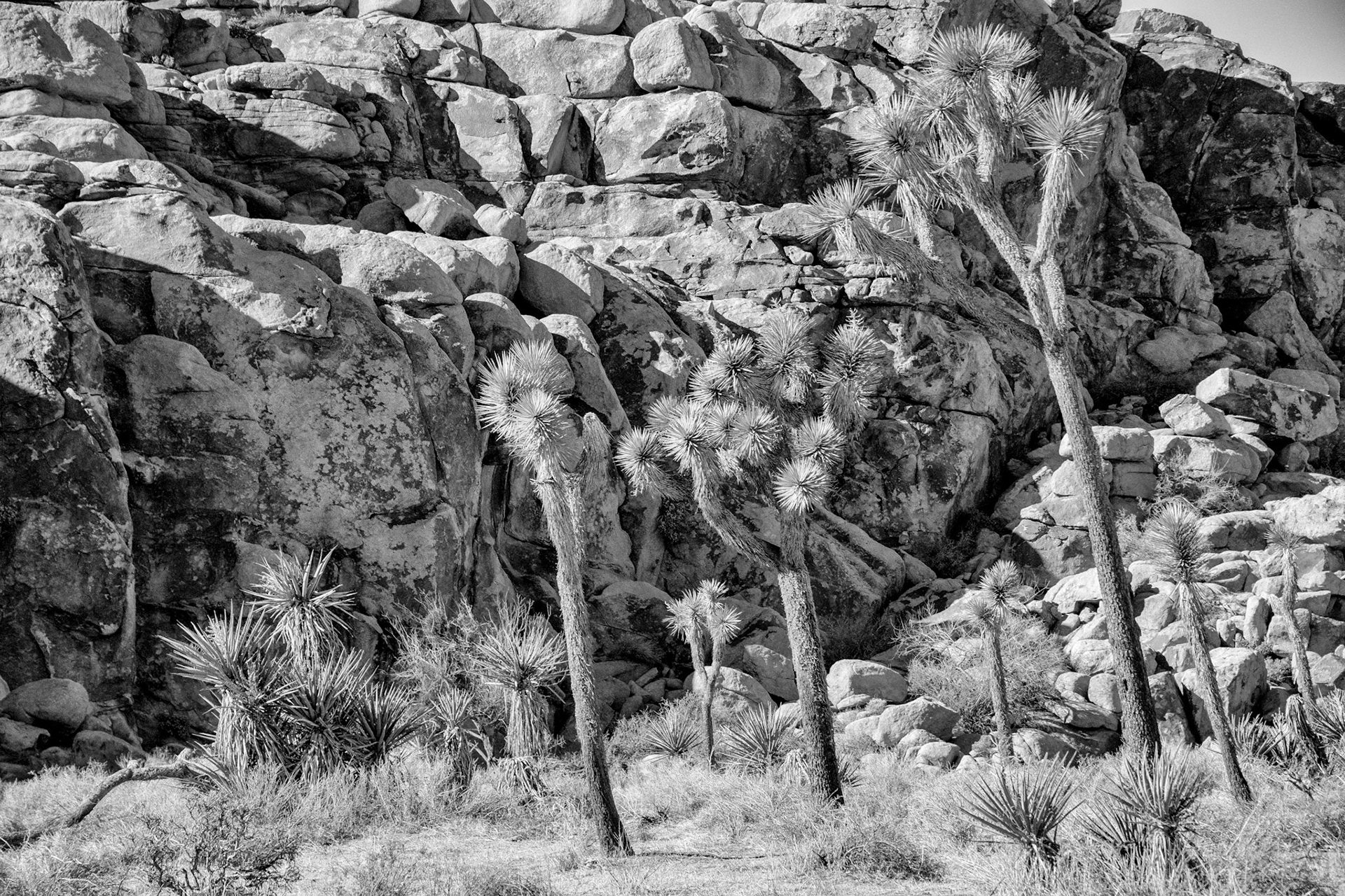Black & White 00099