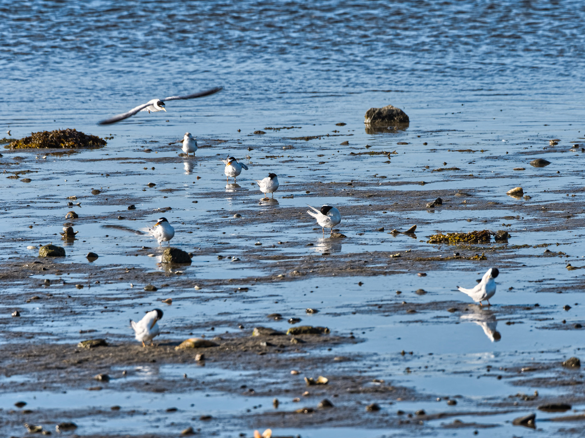MA Cape Cod Birds 00008