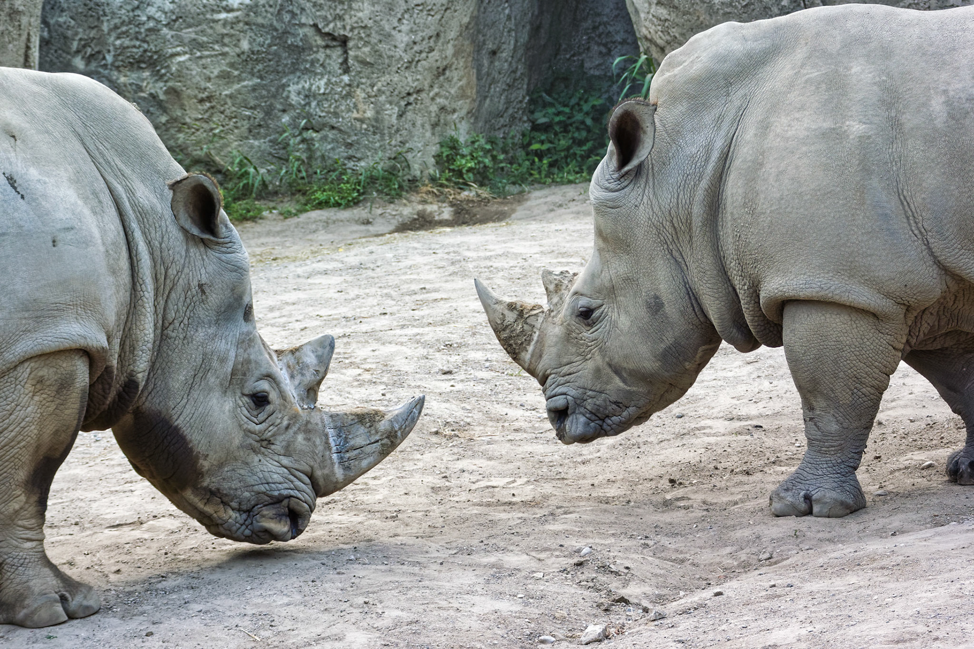 IN Zoo 00061