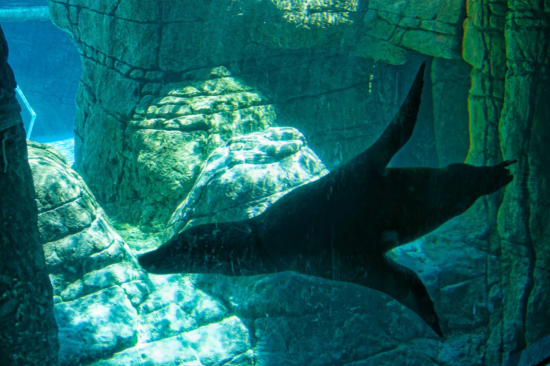IN Zoo 00121