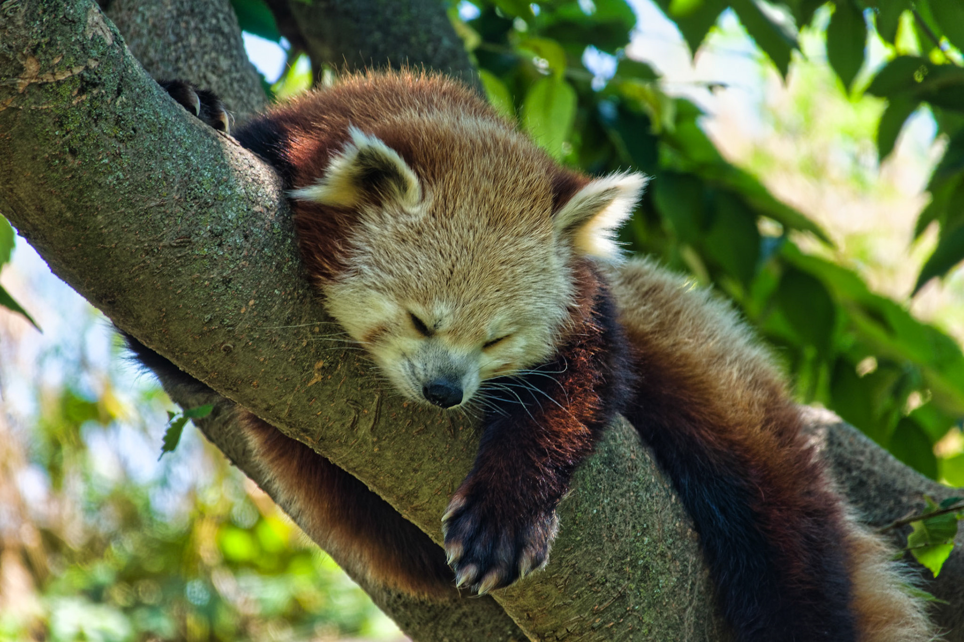 IN Zoo 00136