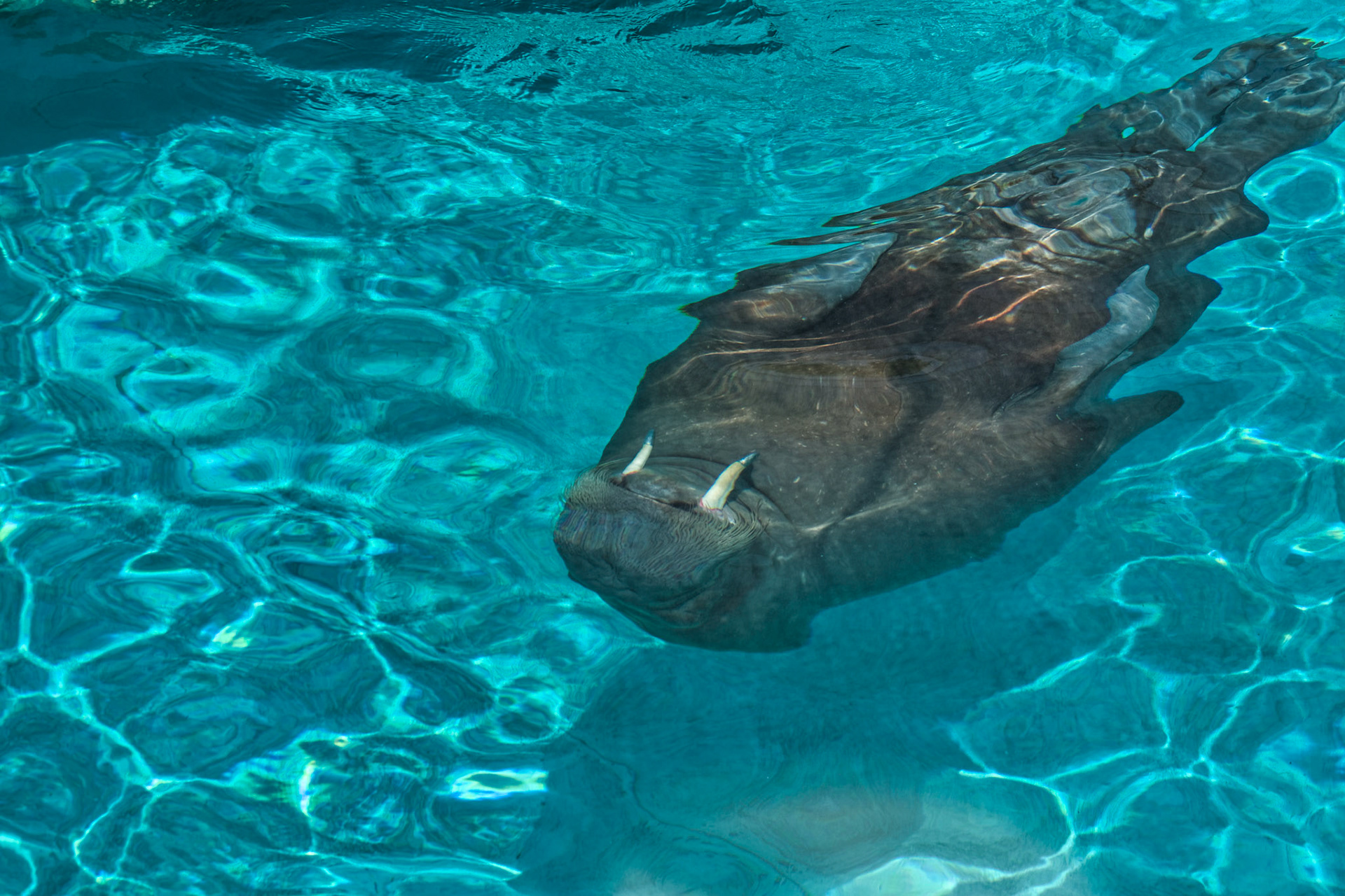 IN Zoo 00130