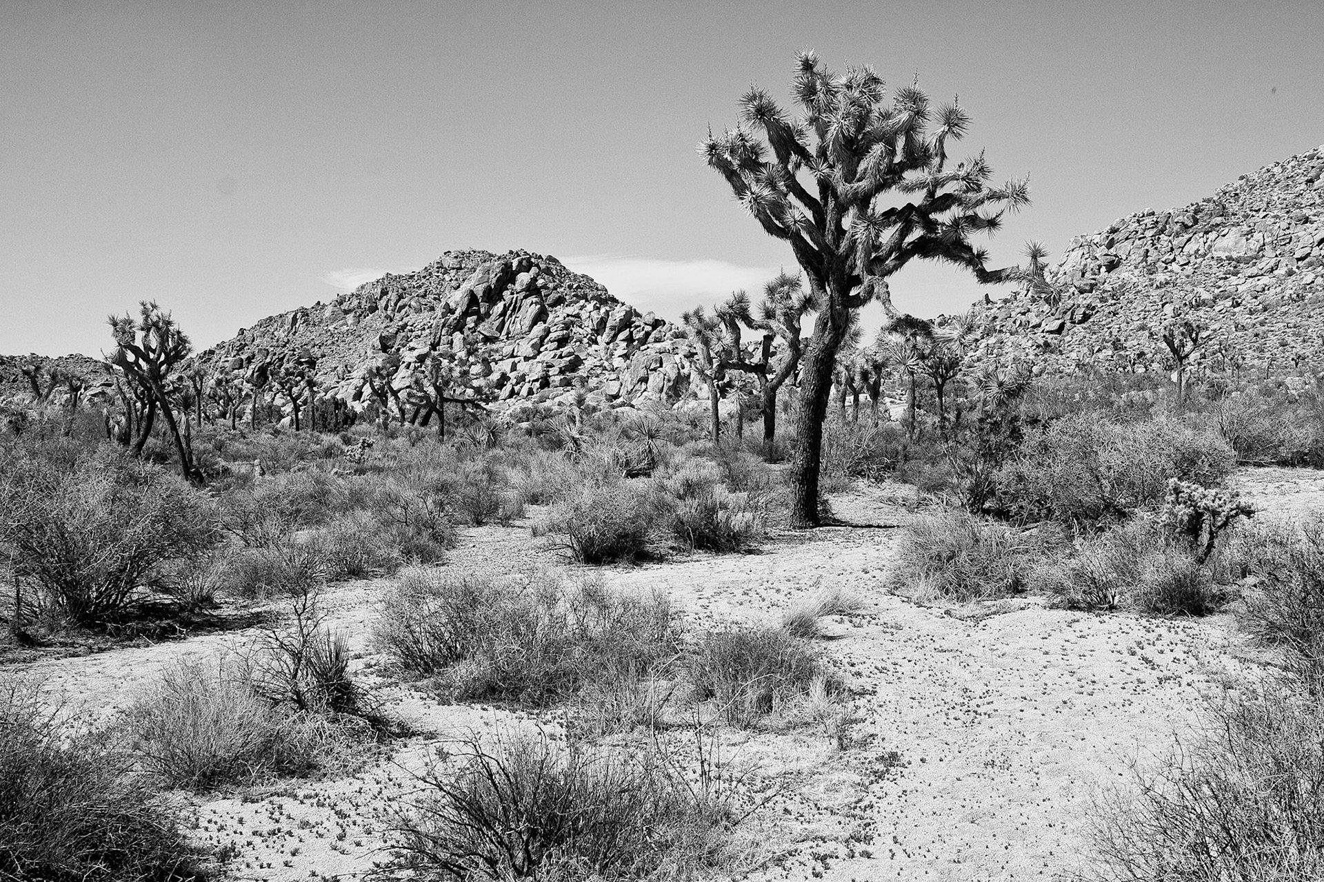Black & White 00062