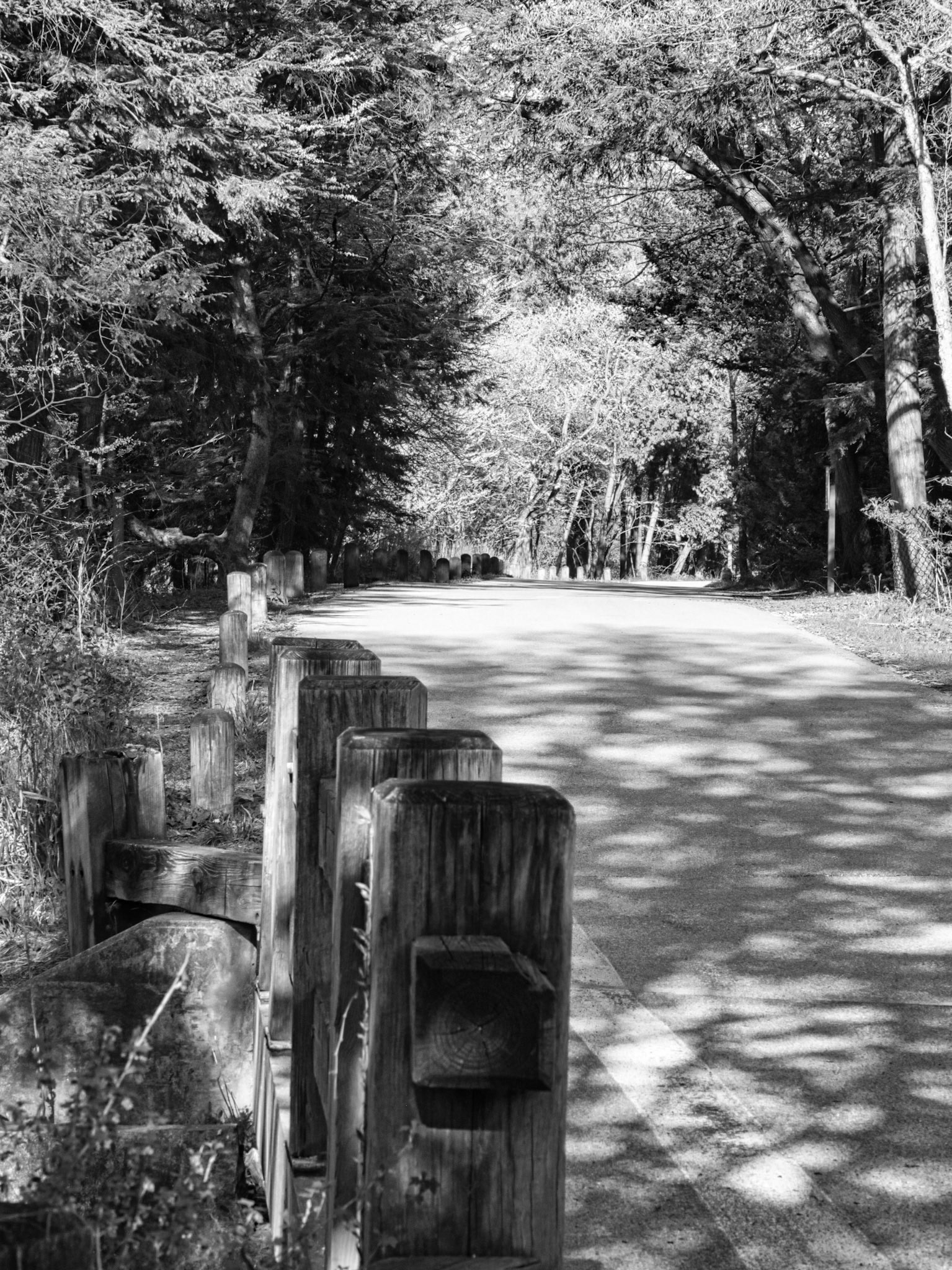 Black & White 00266