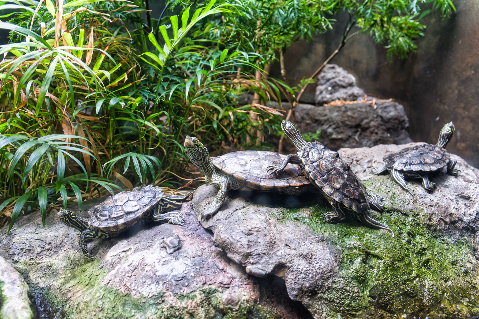IL Shedd Aquarium 00007
