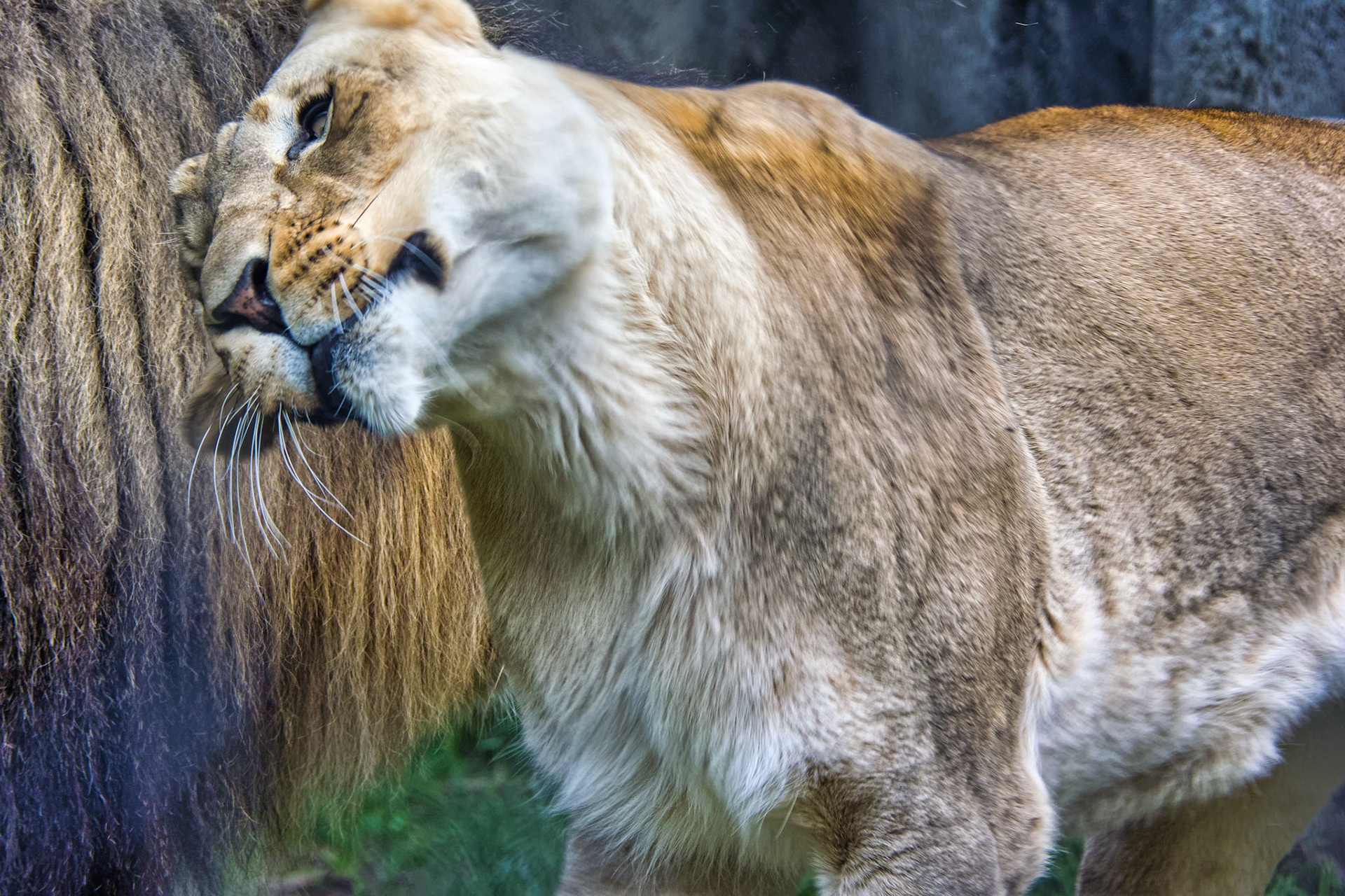 IN Zoo 00040