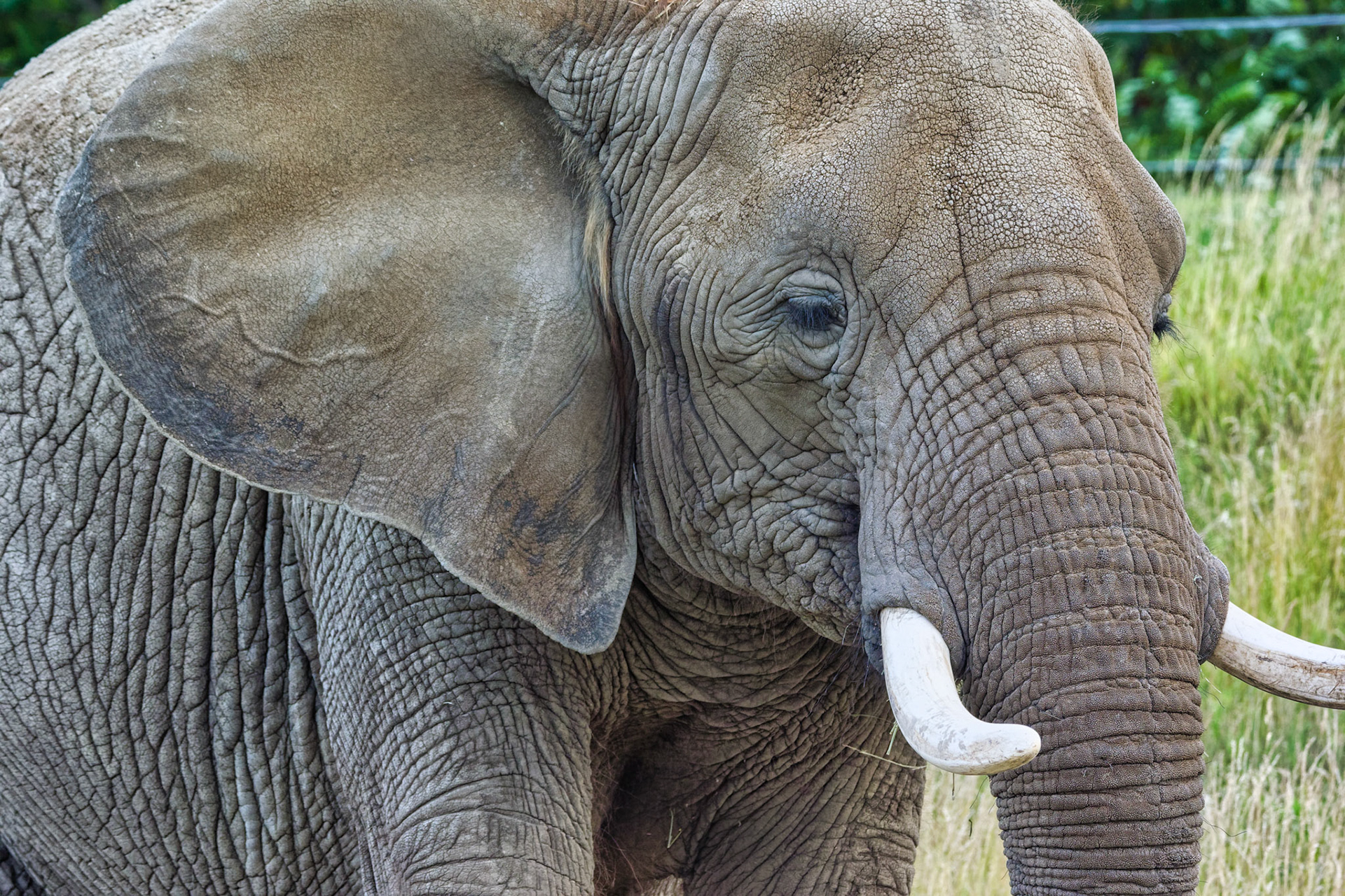 IN Zoo 00076