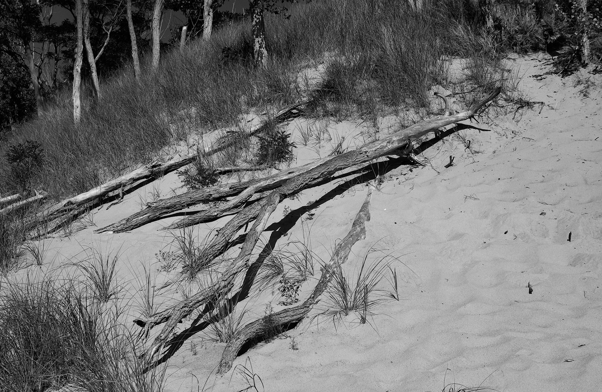 Black & White 00050