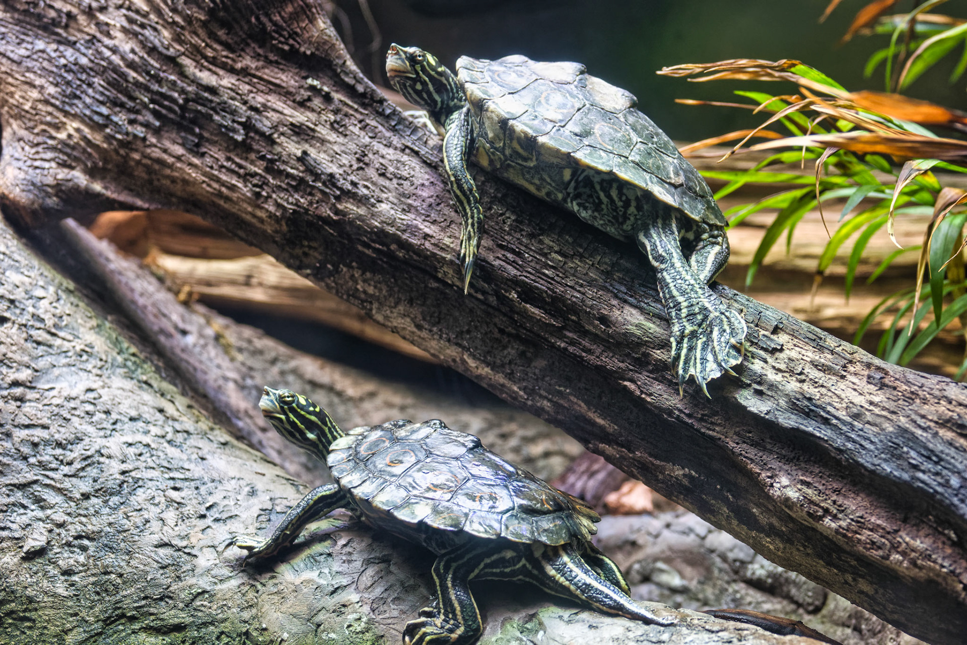 IL Shedd Aquarium 00010