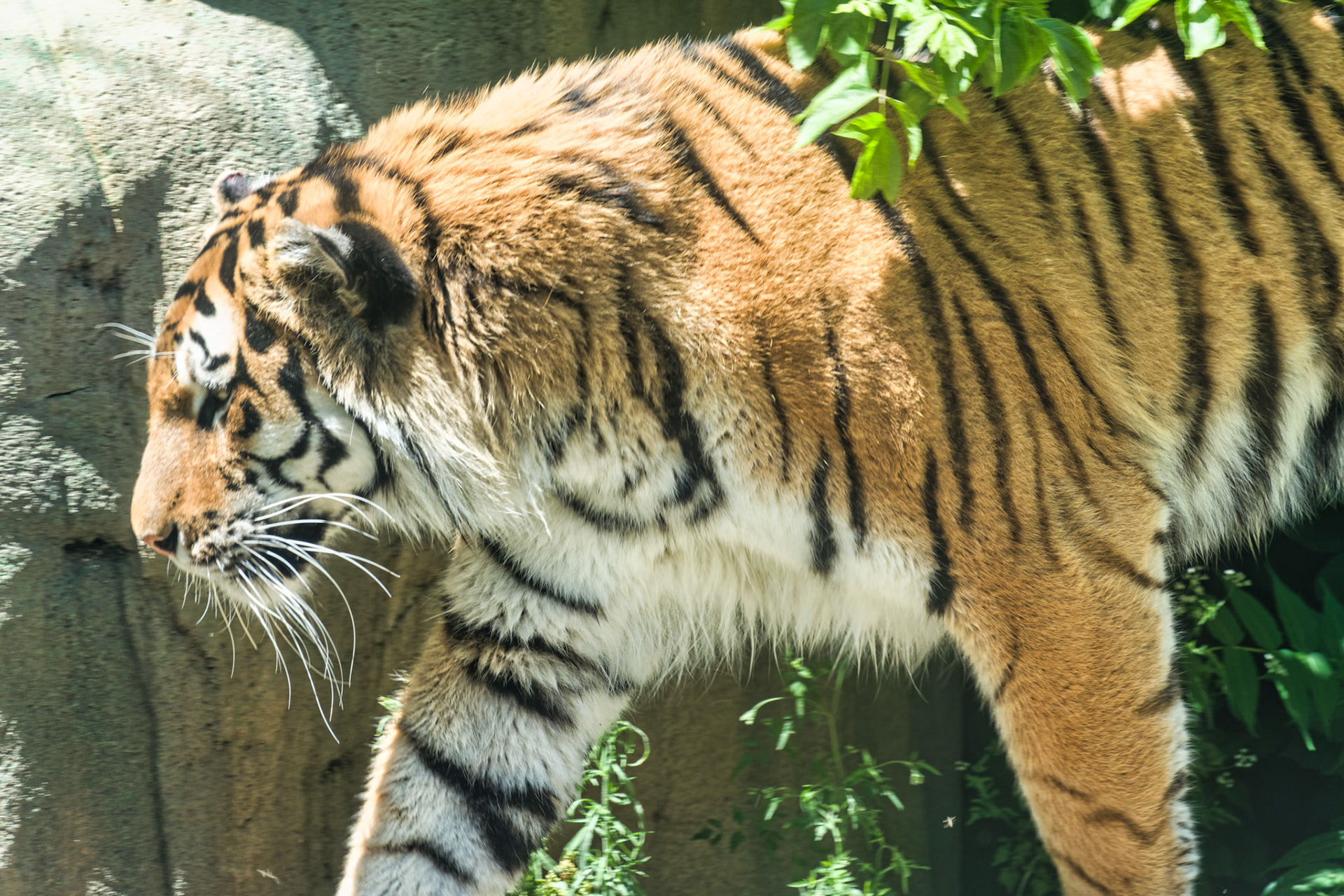 IN Zoo 00137