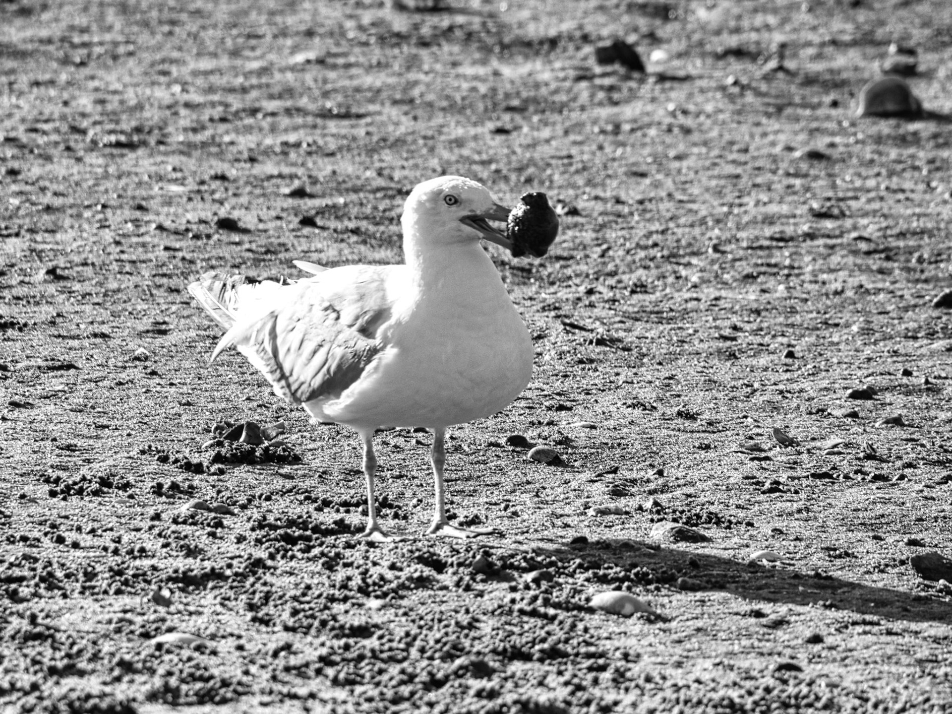 Black & White 00286