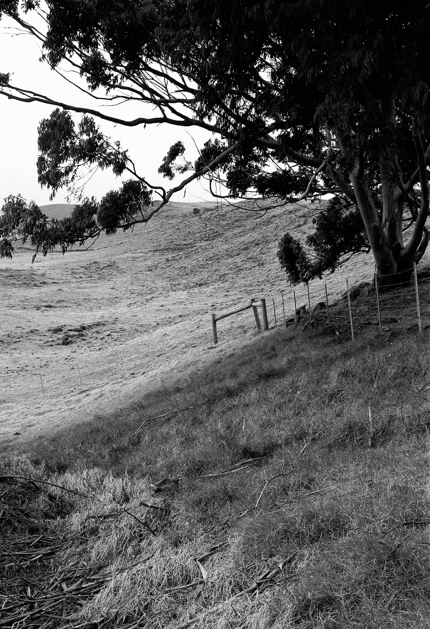 Black & White 00009