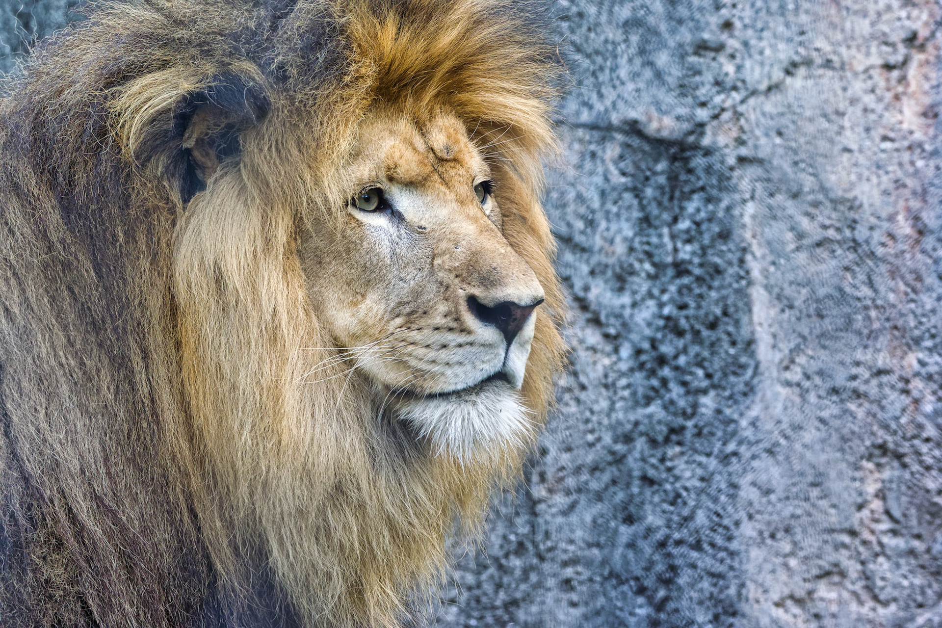 IN Zoo 00059