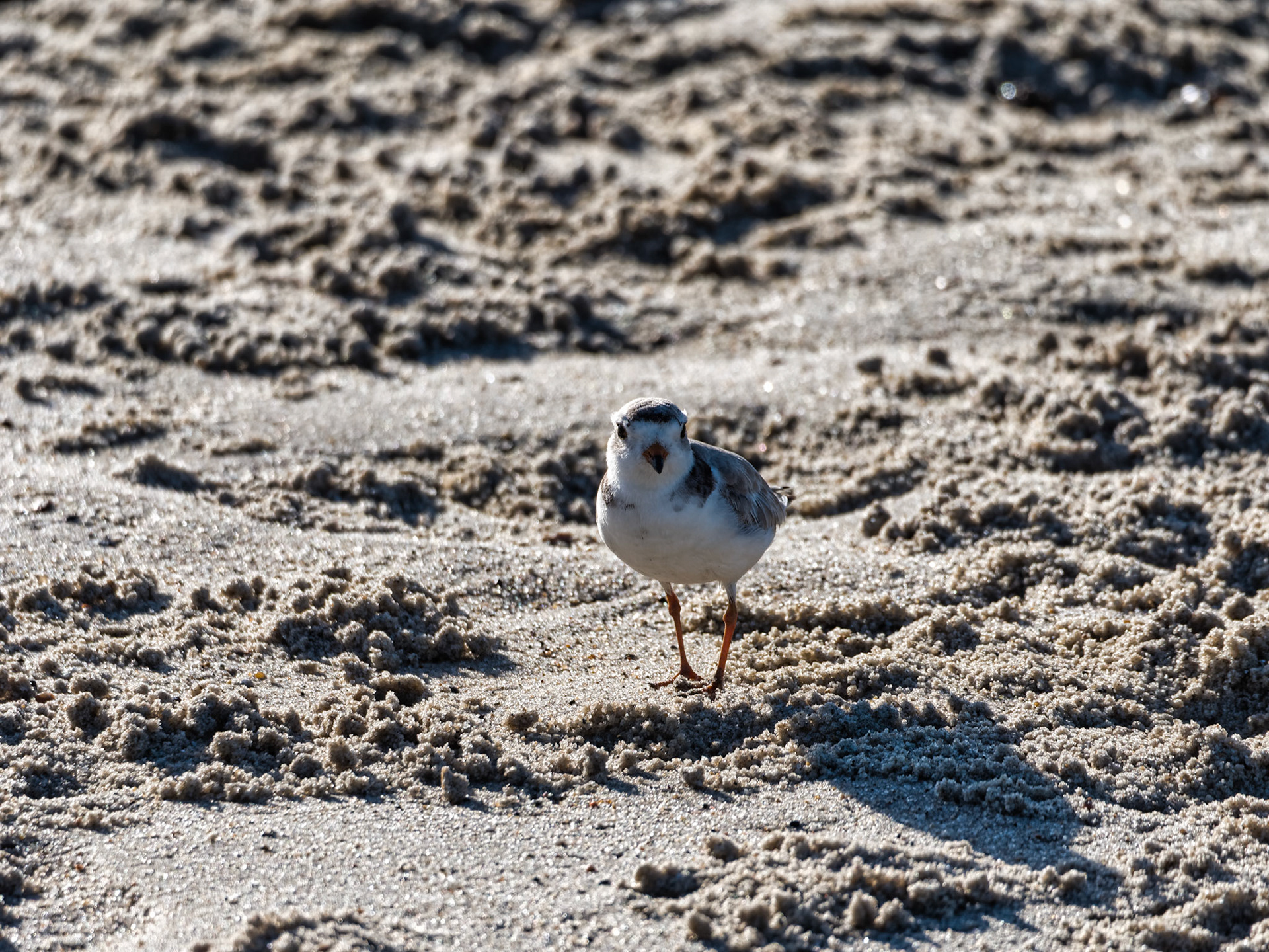 MA Cape Cod Birds 00021
